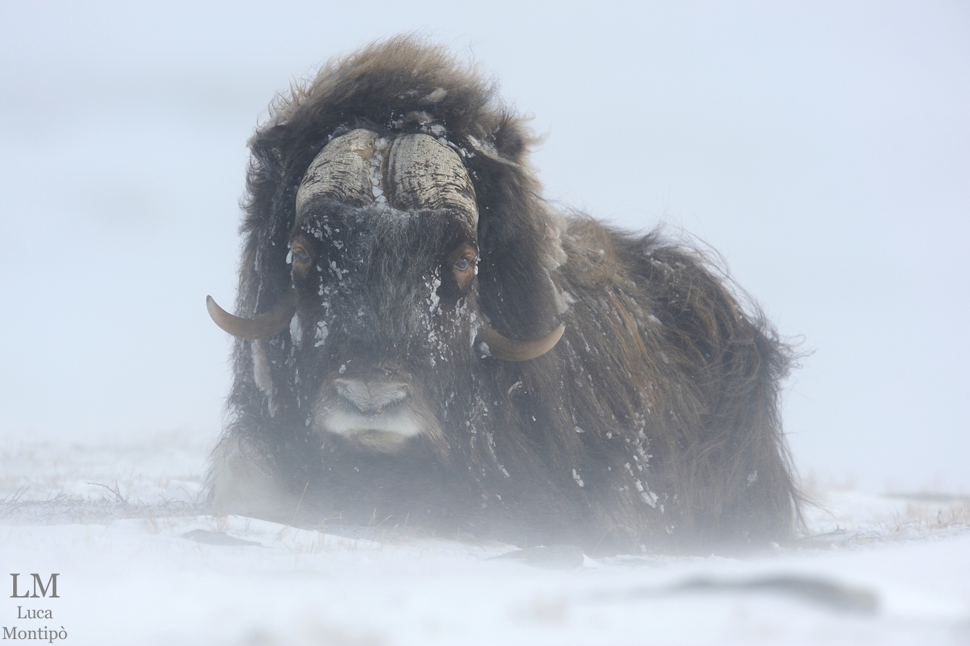 Muskox