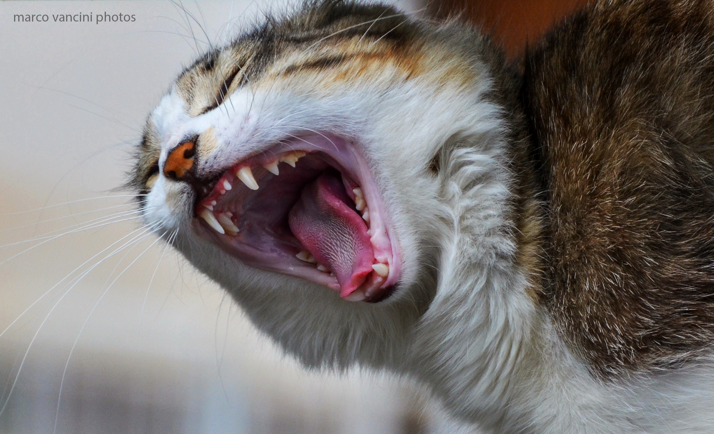 Un gatto arrabbiato...