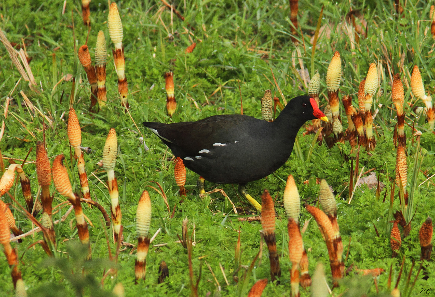 slalom nell' equiseto