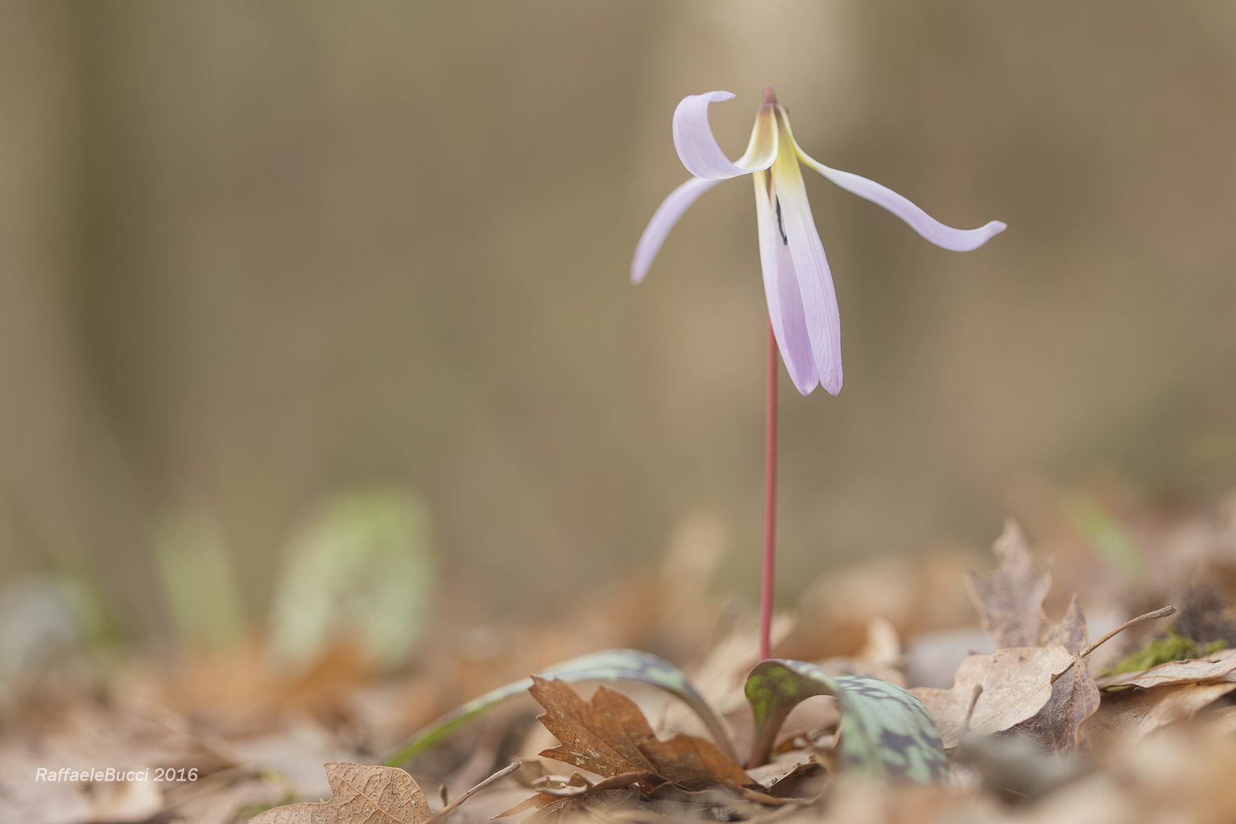 Dente di Cane (Erythronium dens-canis L., 1753)