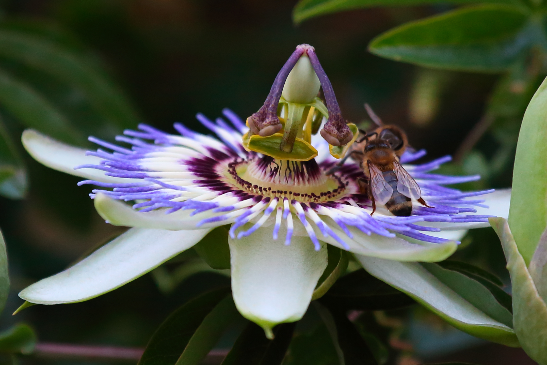 passionflower