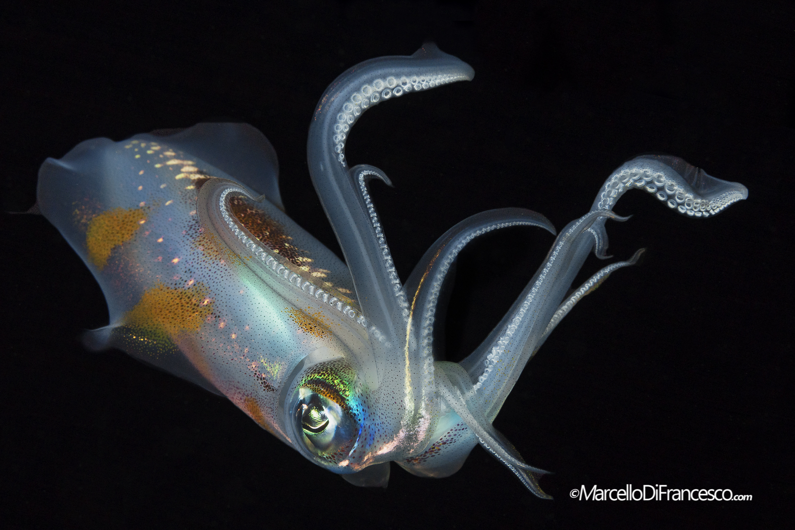 Sprawling: Sprawling !!