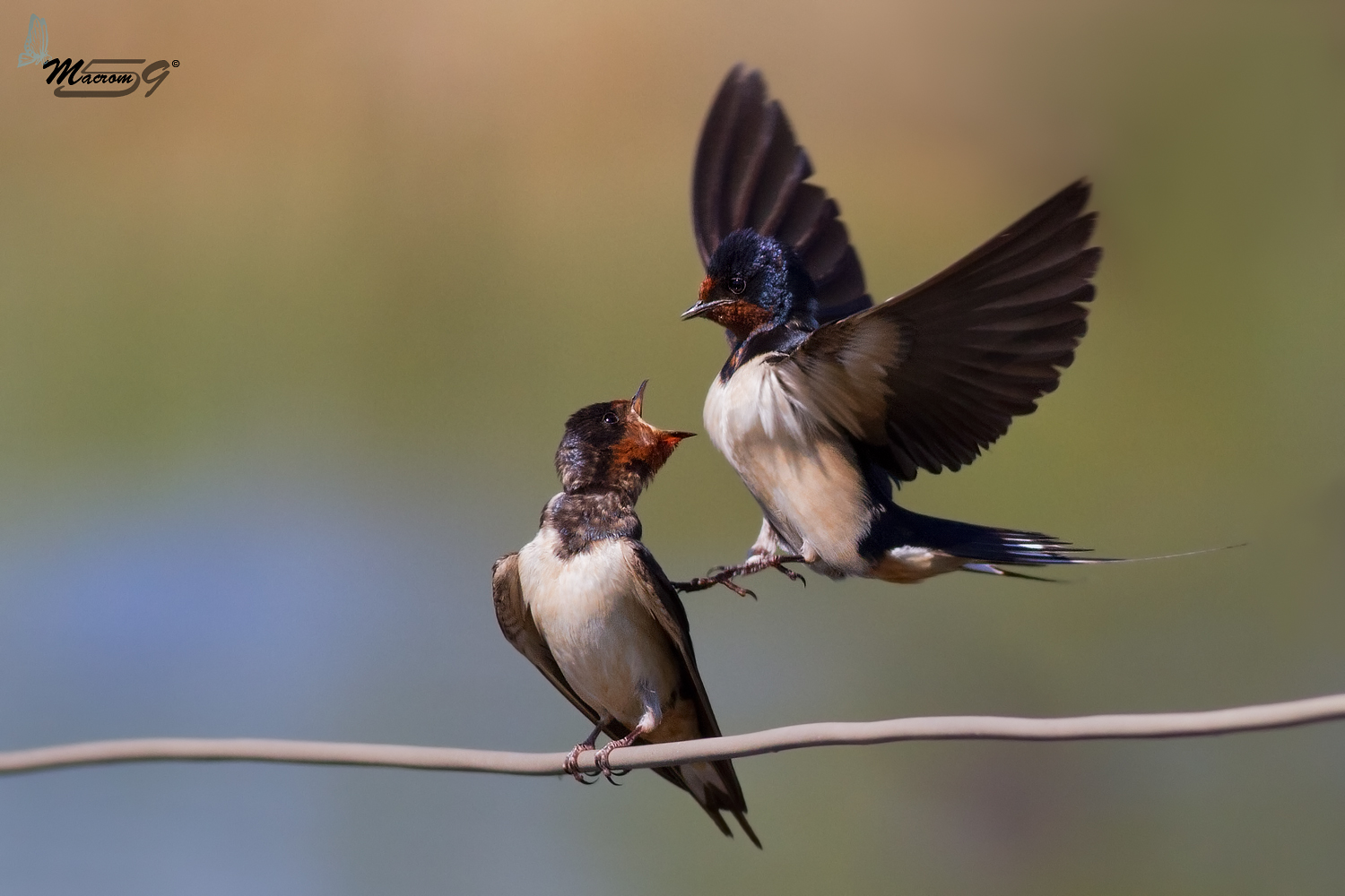 Balestruccio all'imbeccata