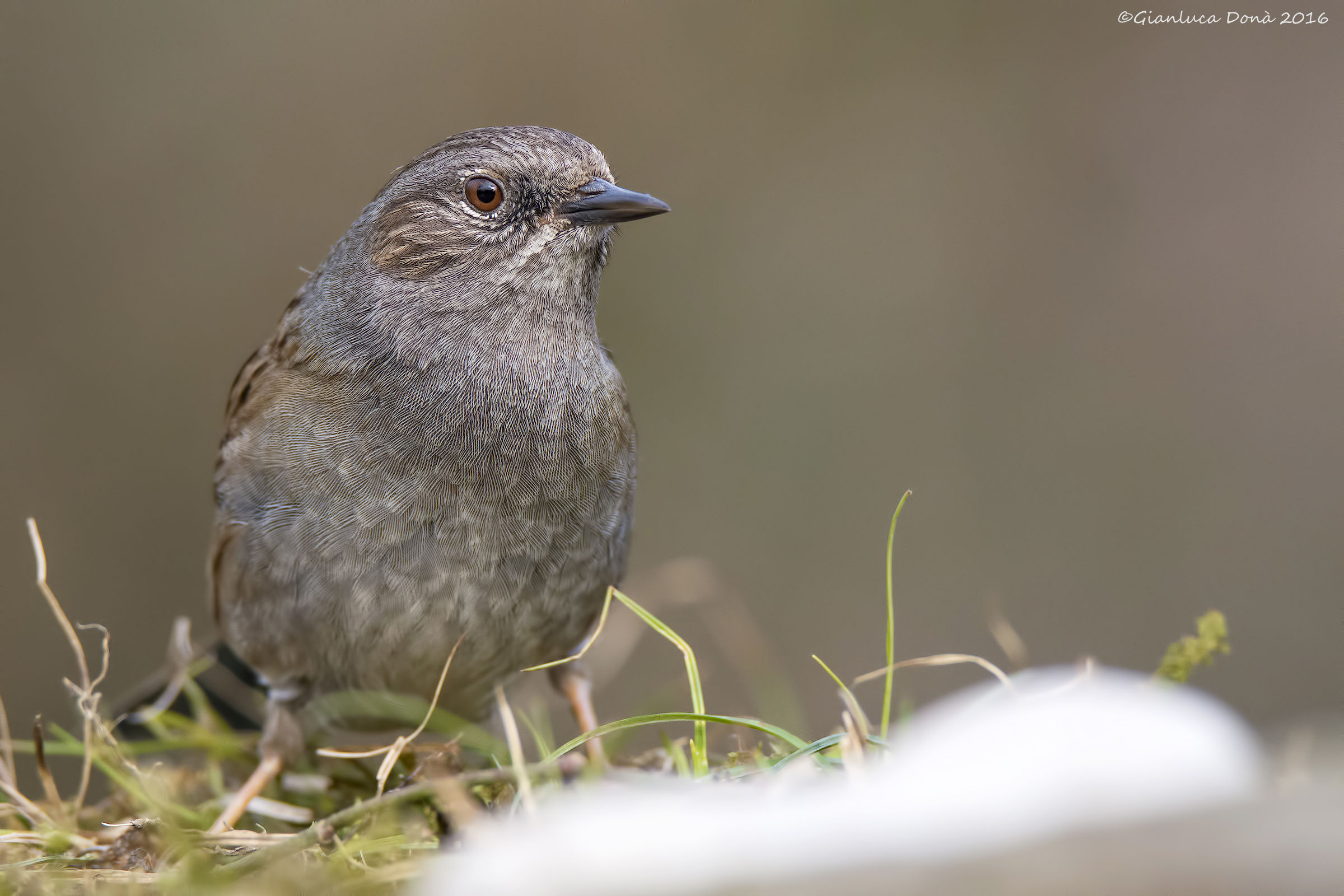 Dunnock