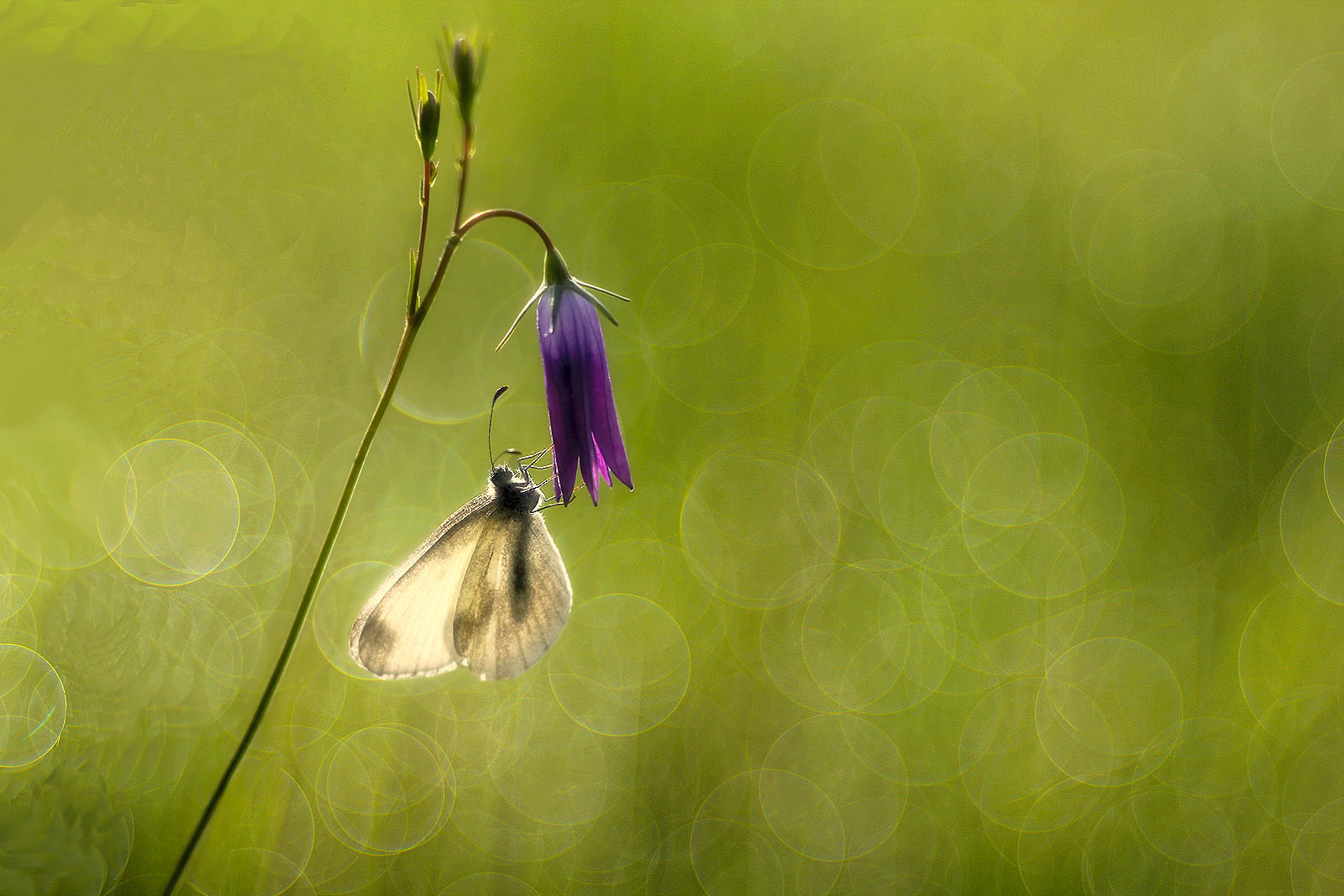 The fragility of life