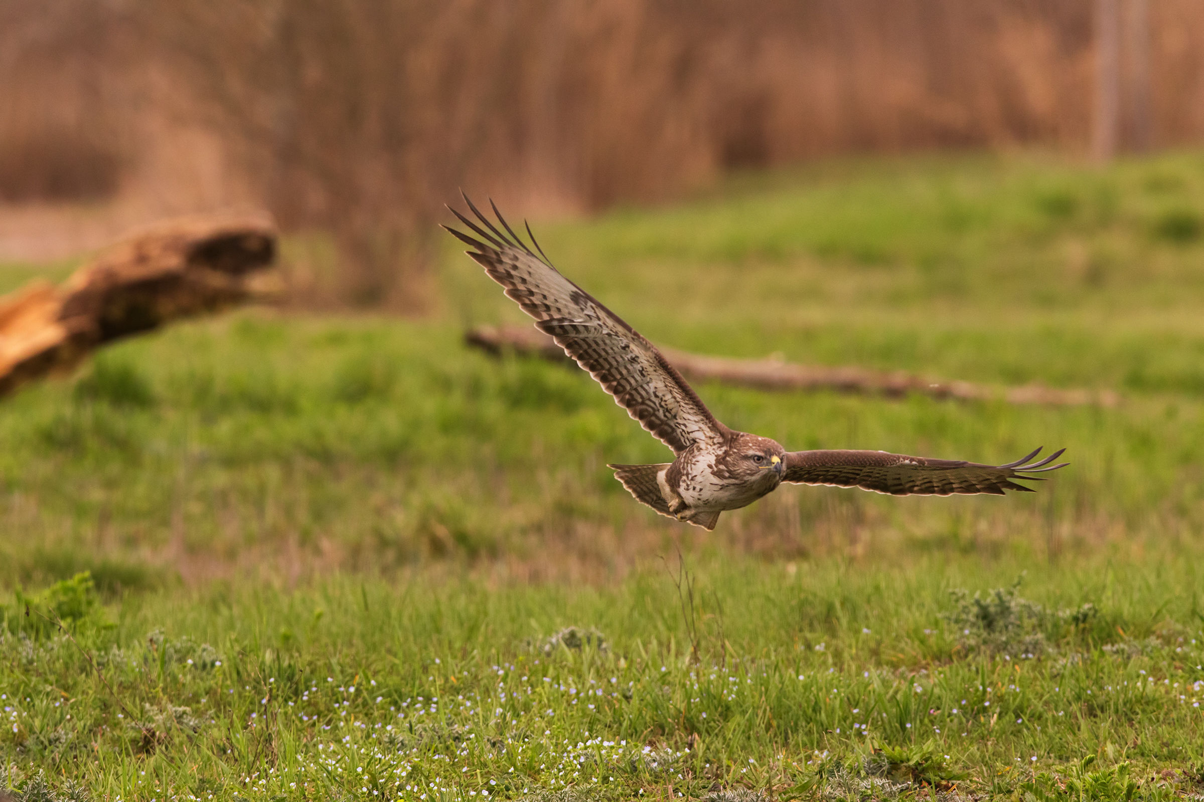 Buzzard, flyby