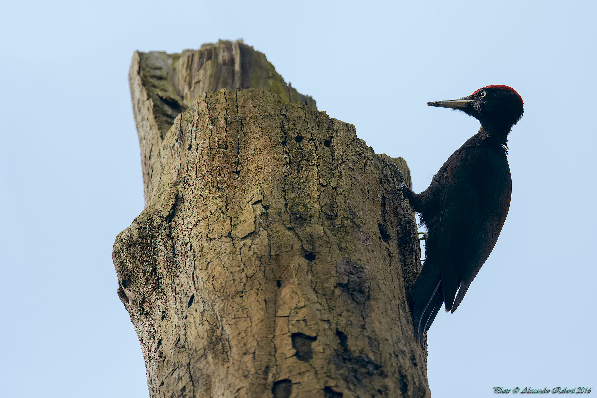 Picchio nero (Dryocopus martius)