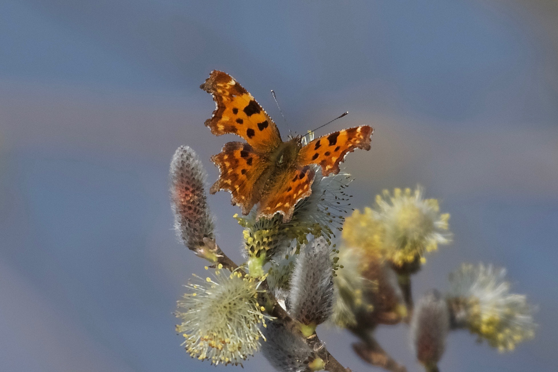 polygonia Aegean