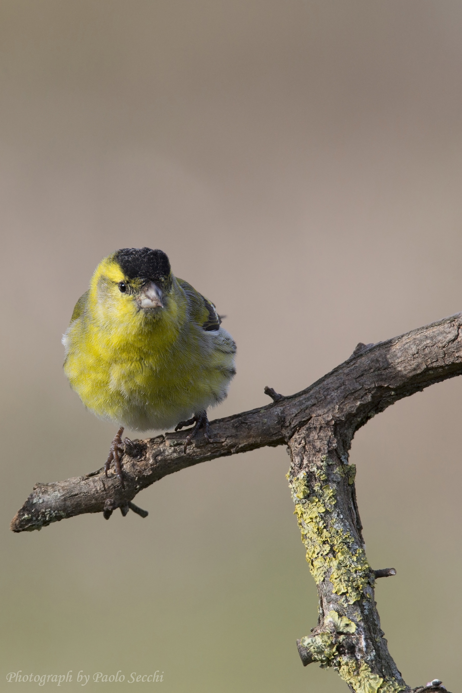 Siskin