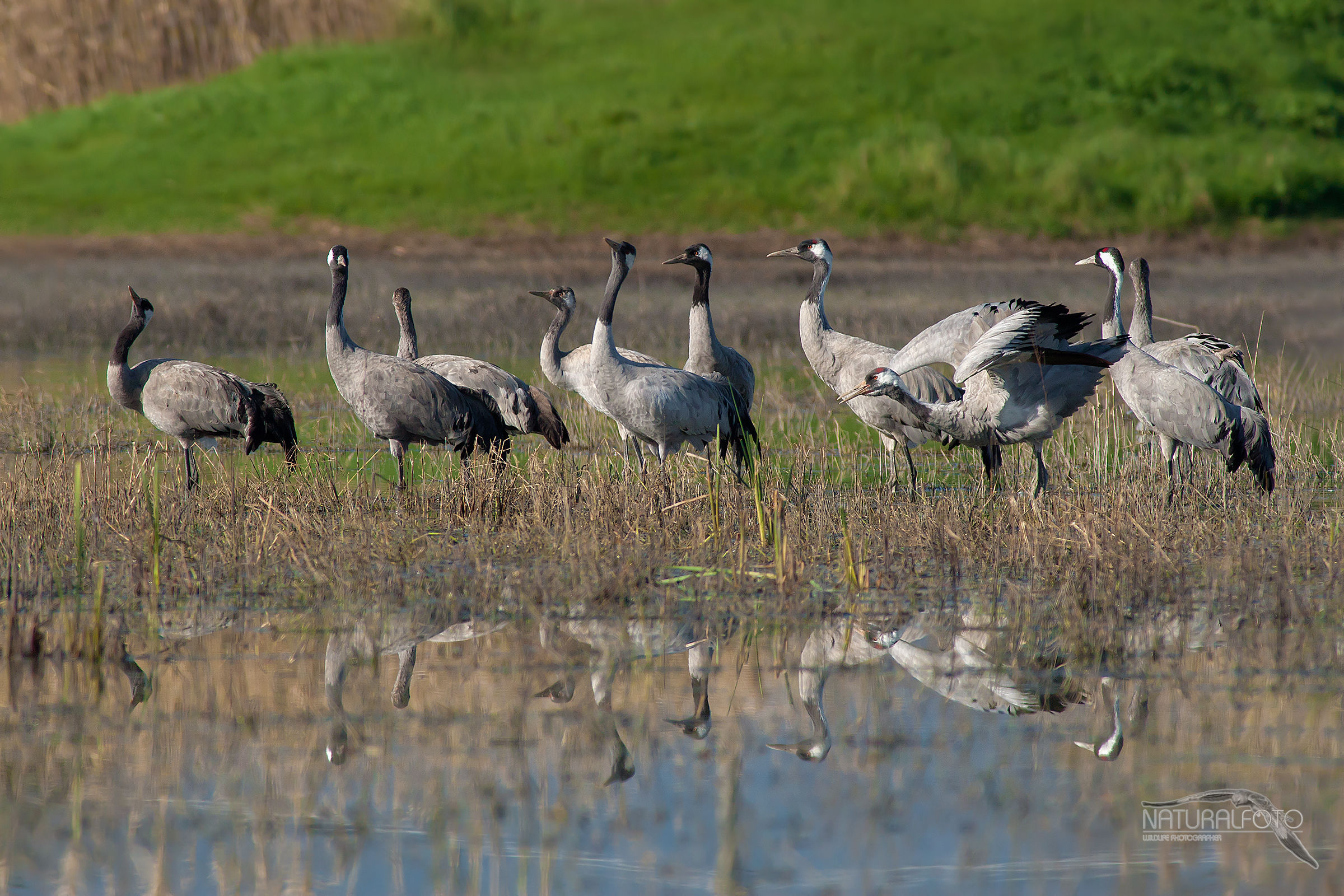 Crane, good morning.