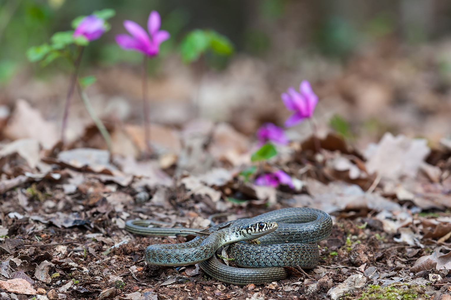young rat snake