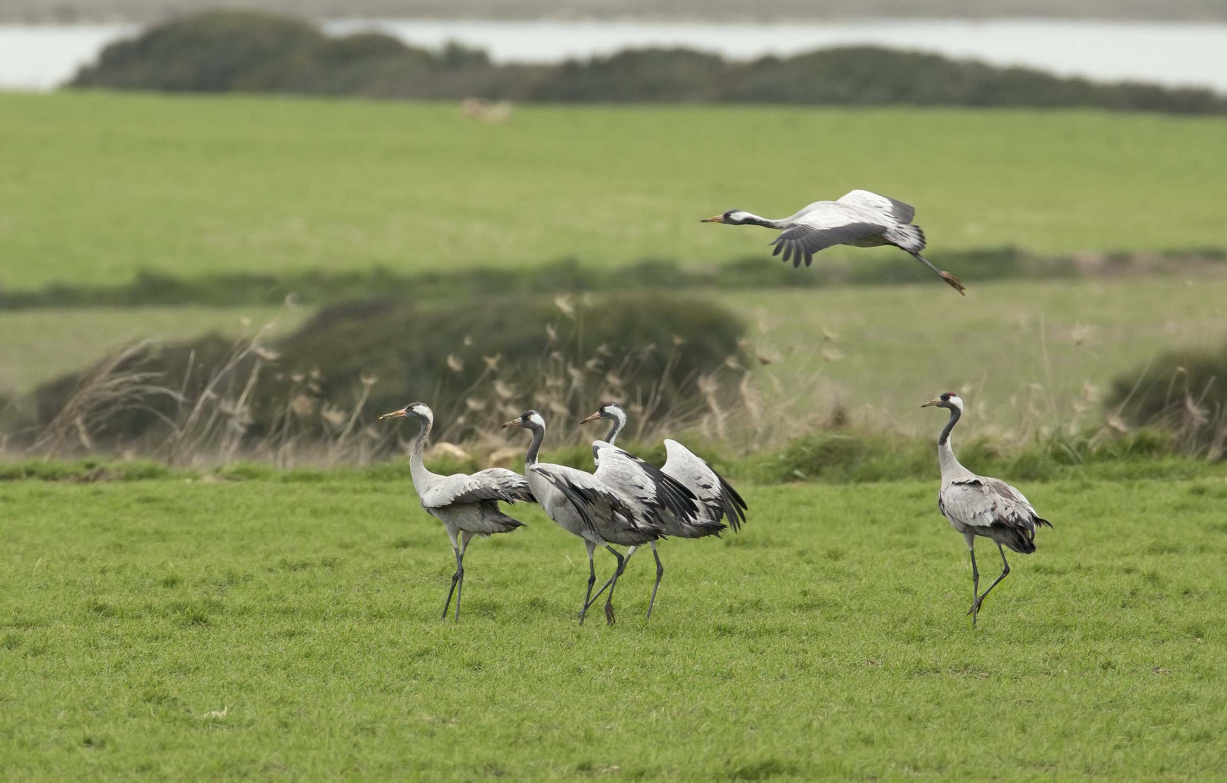 gru....da molto lontano