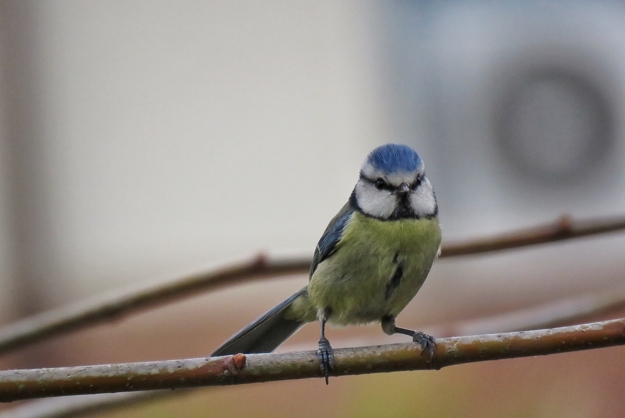 Cinciarella con ciofegone
