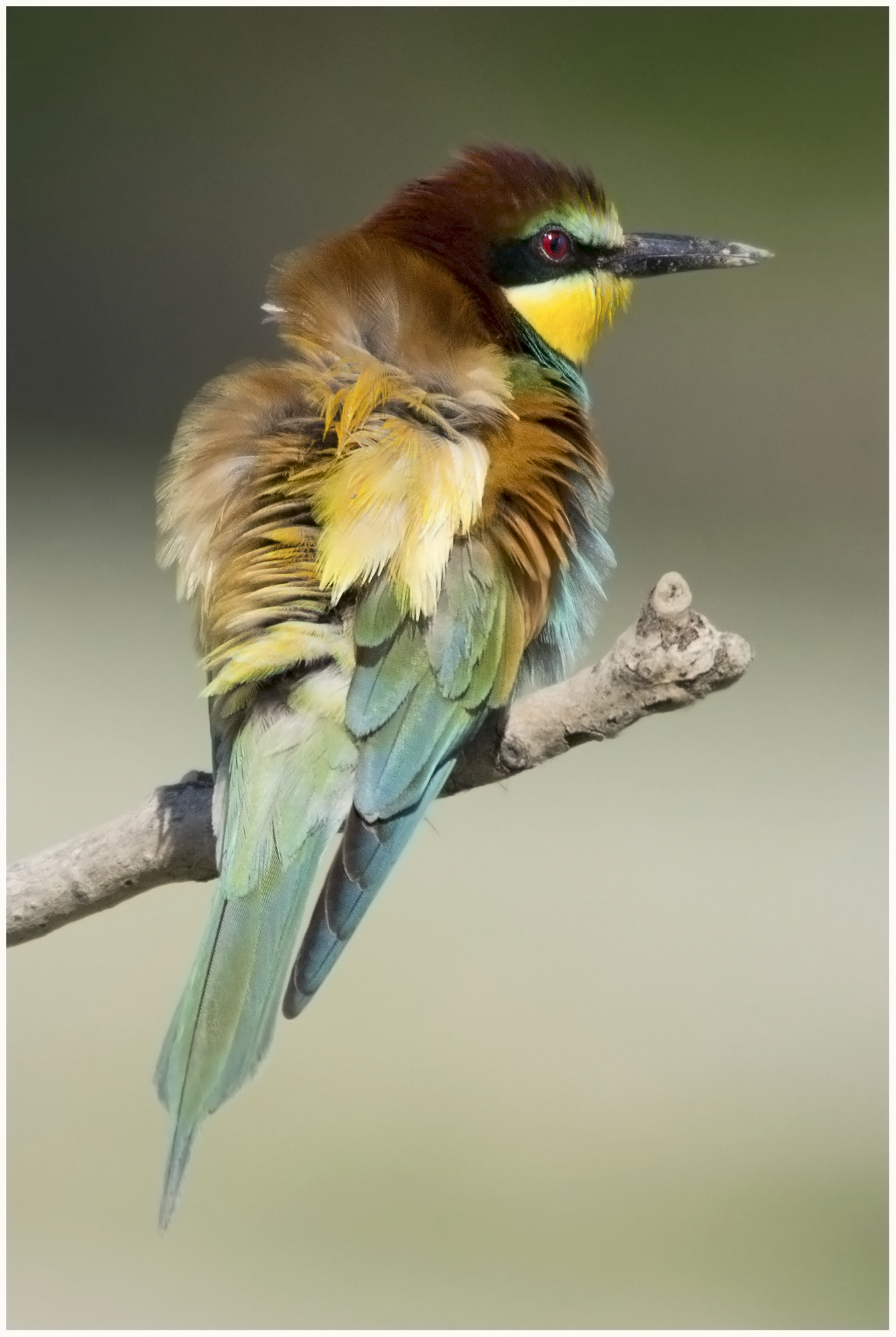 Bee Eater ruffled