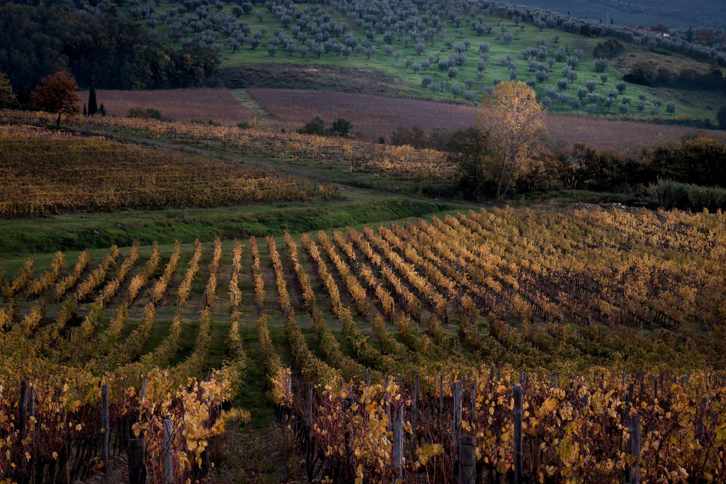 Nostalgico autunno toscano