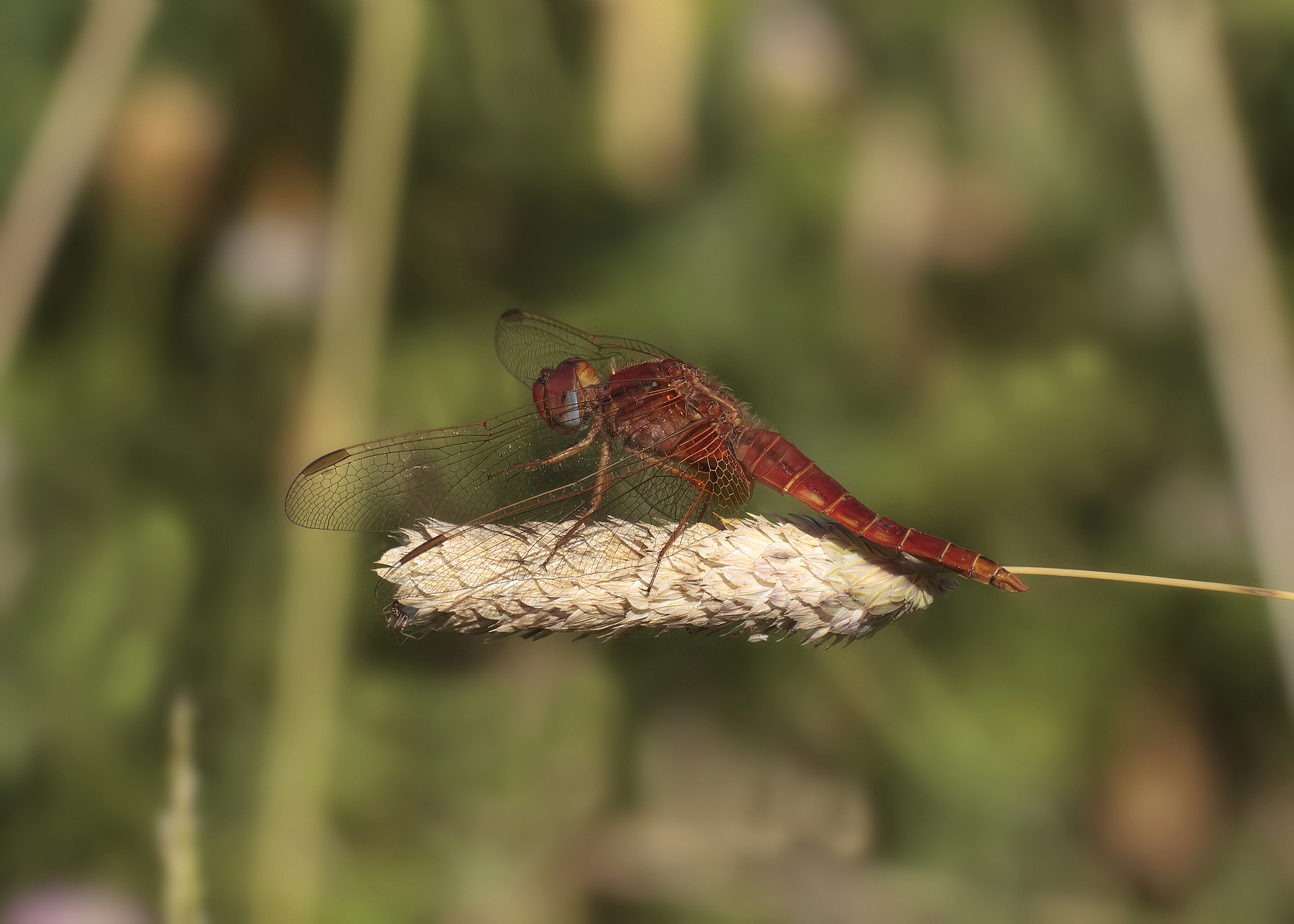 red dragonfly