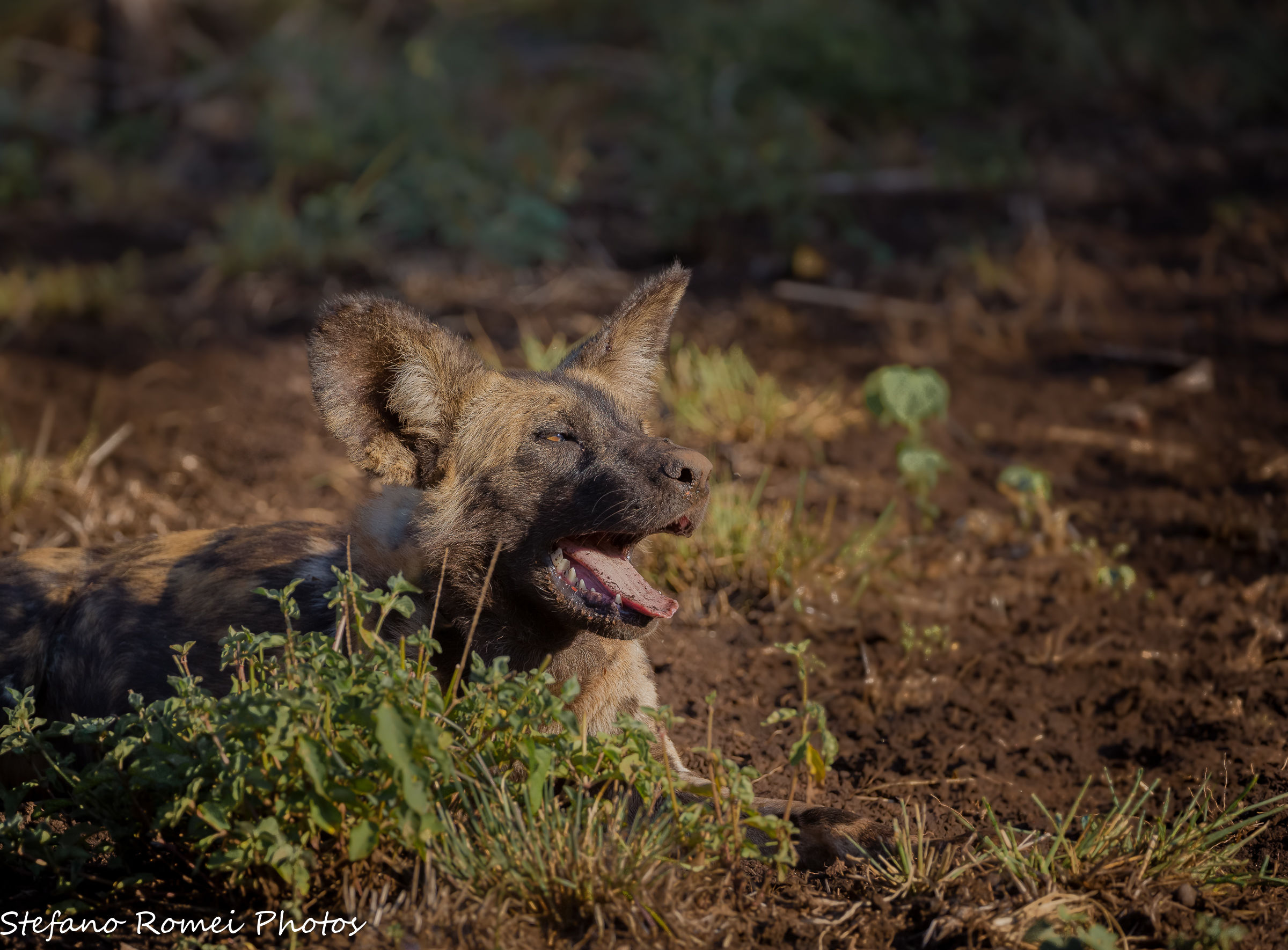 wild dog portrait