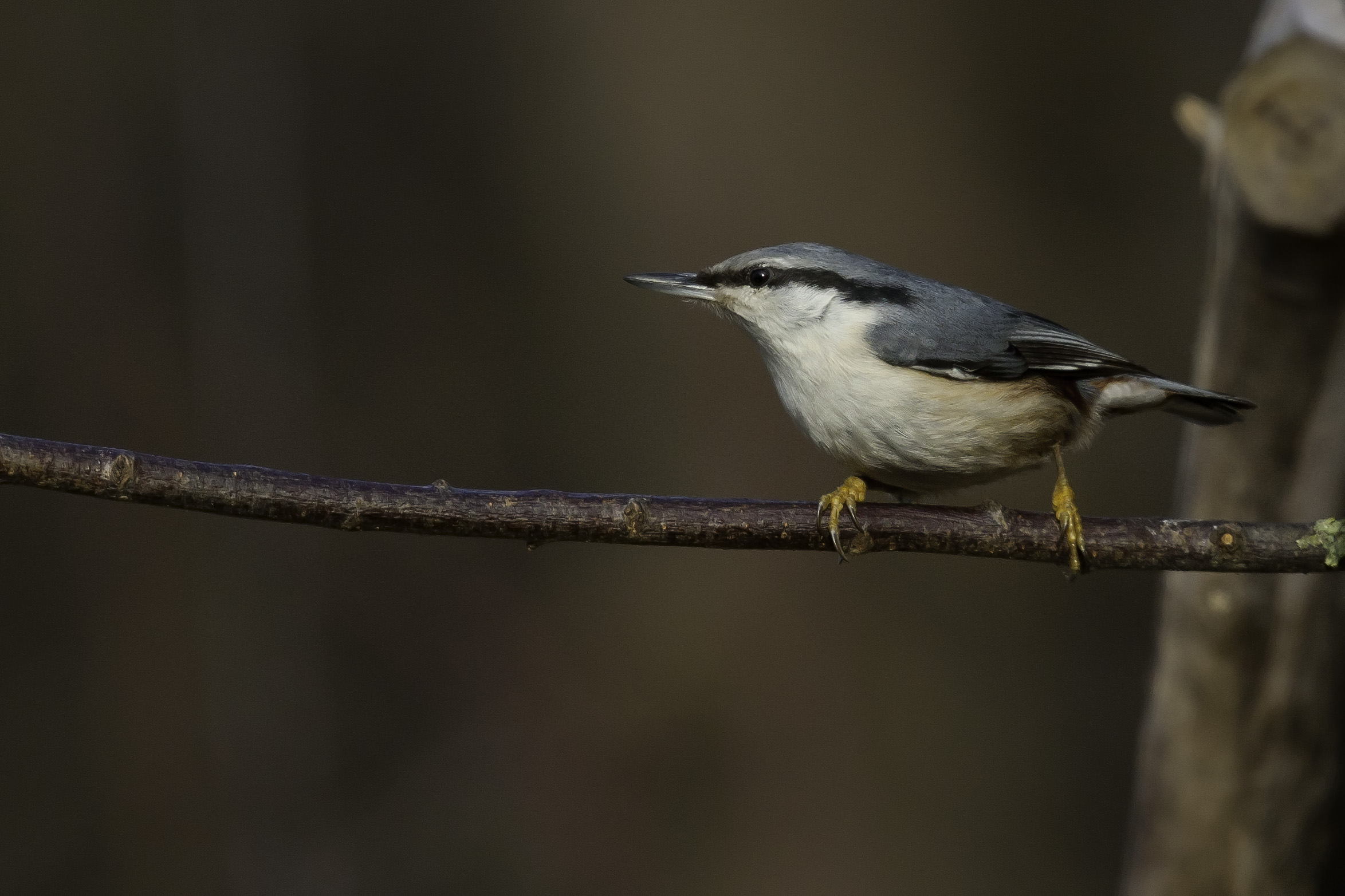 Nuthatch (Asian subspecies)