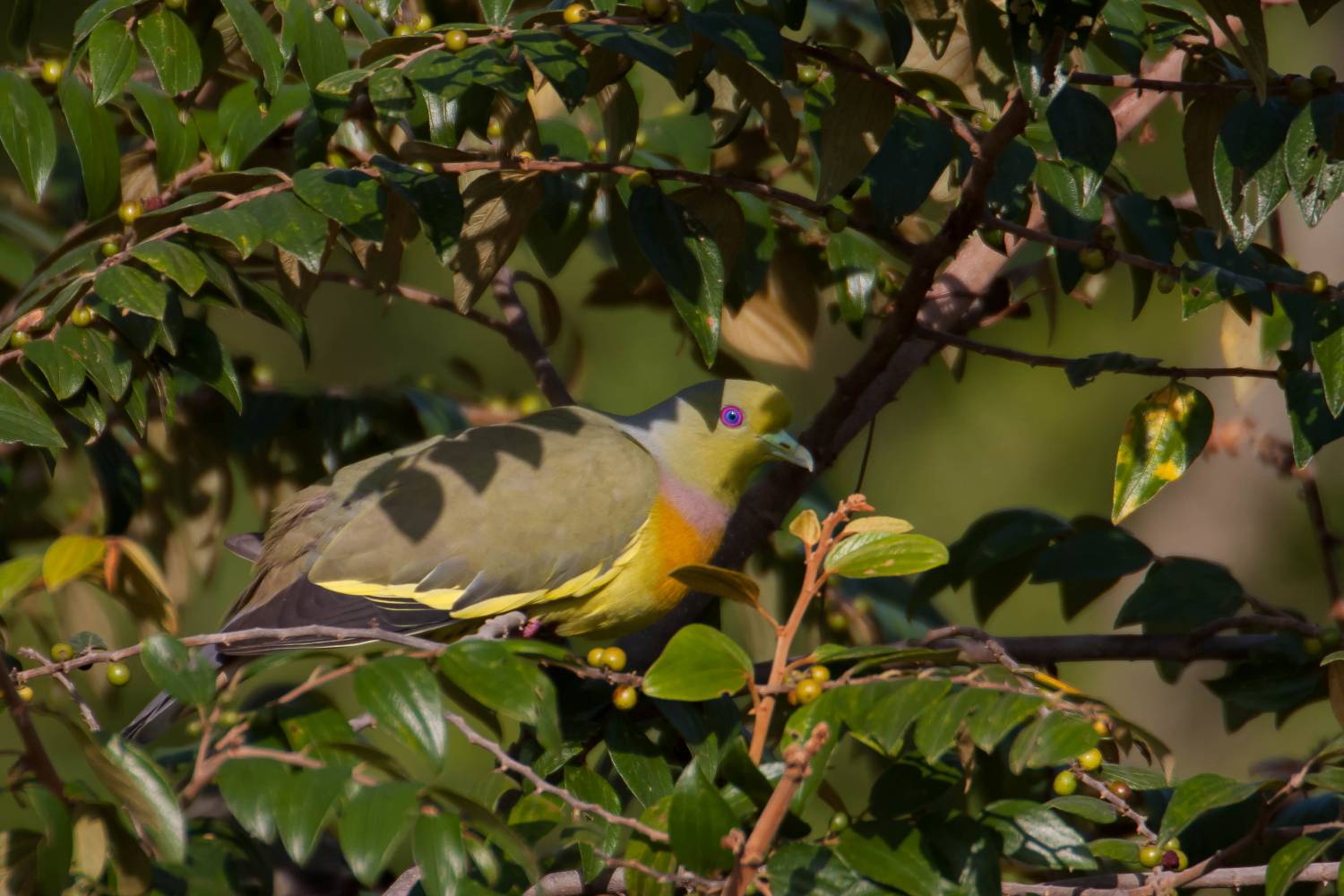 Orange-breasted green pigeon