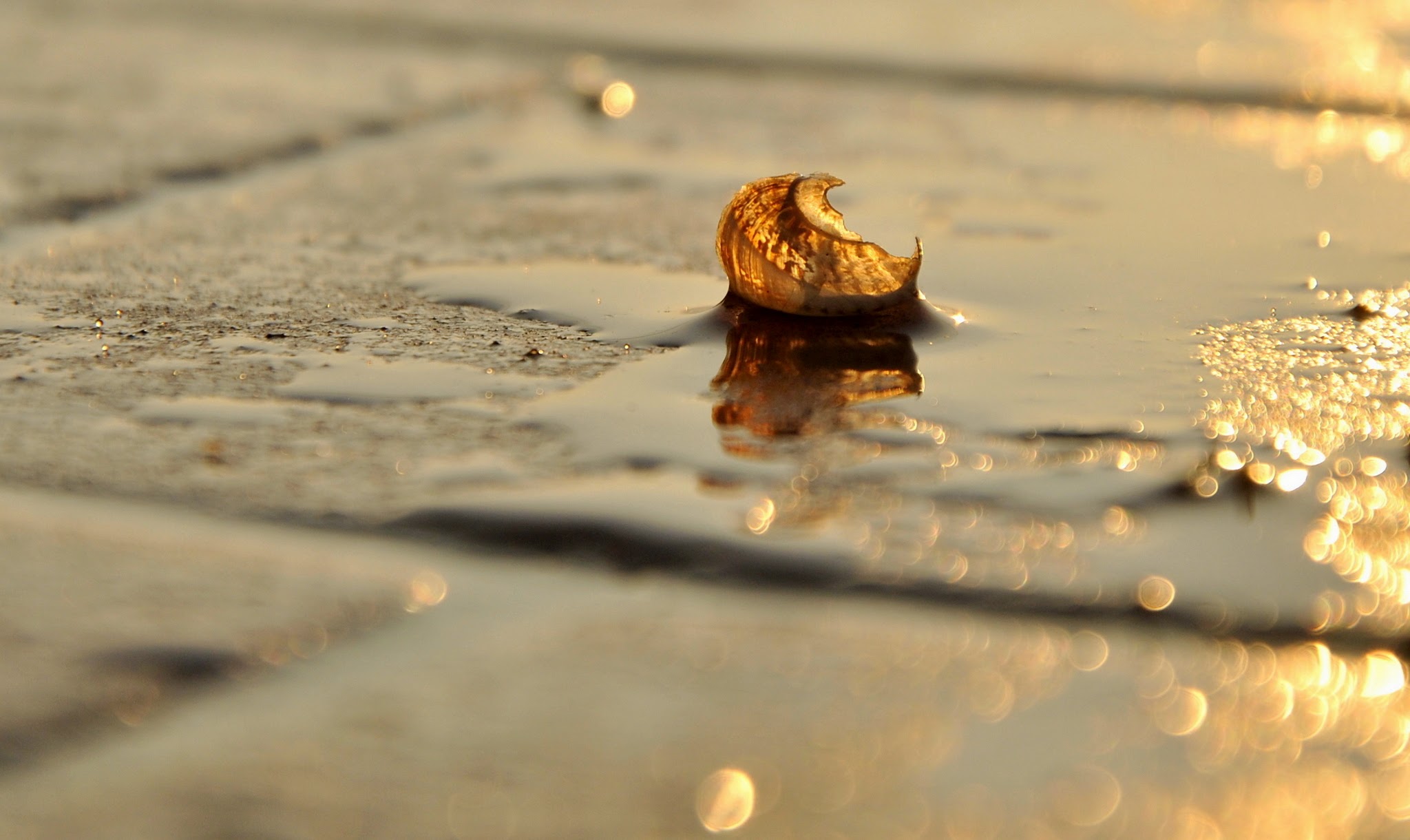 Golden snail ...