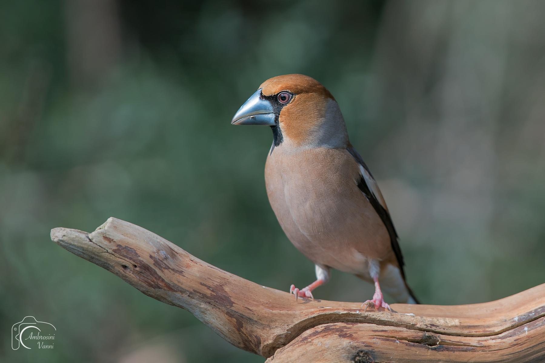 The most beautiful of them all