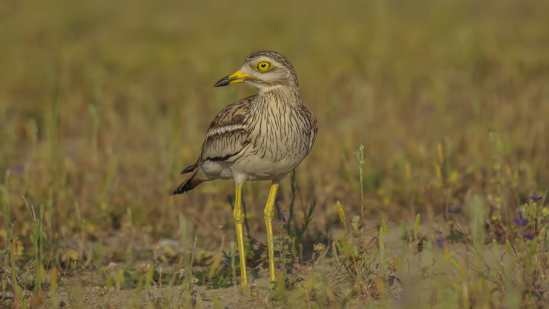 Eurasian Stone-curlew / Burhinus oedicnemus