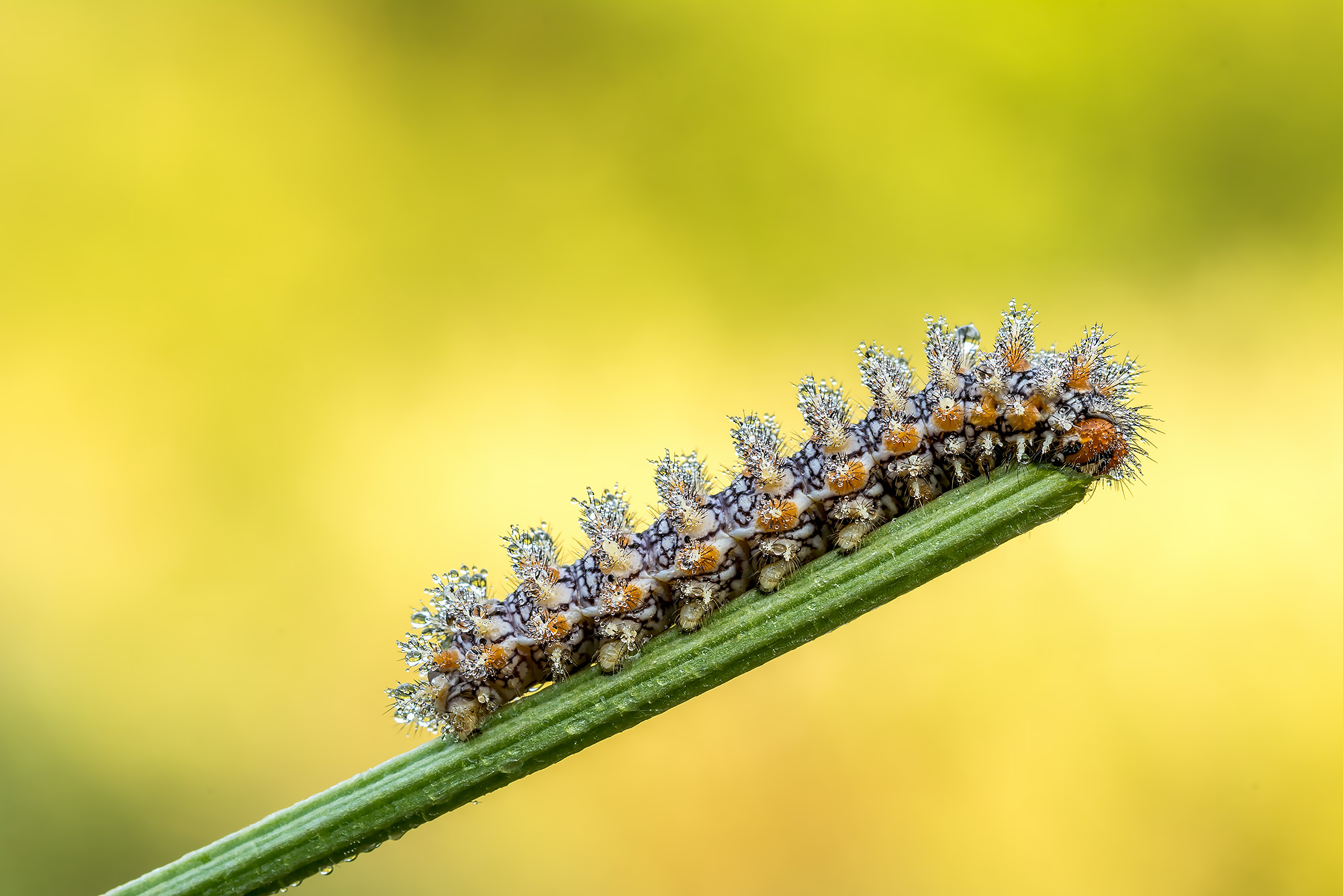 Caterpillar meliteae