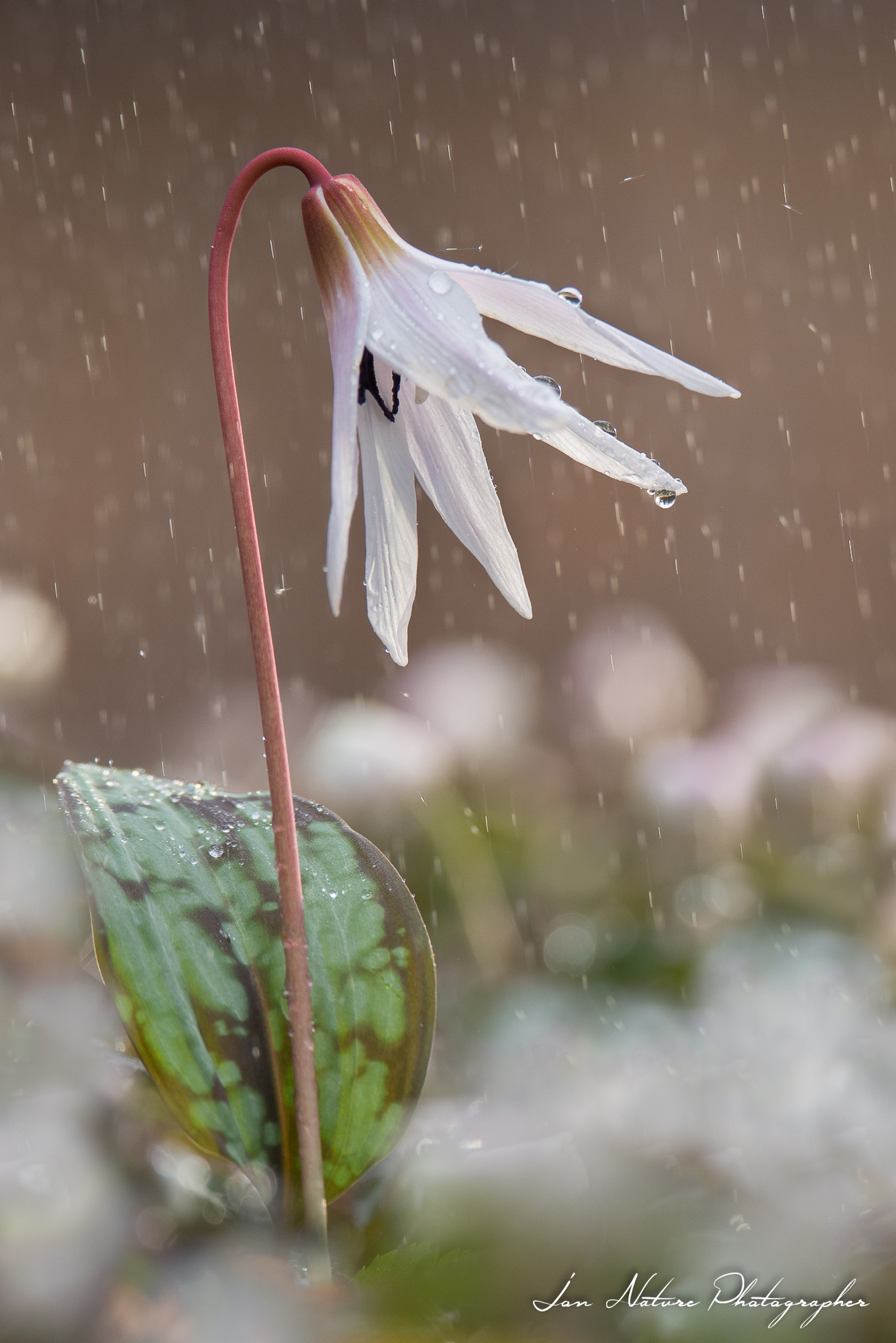 Momenti magici, dente di cane