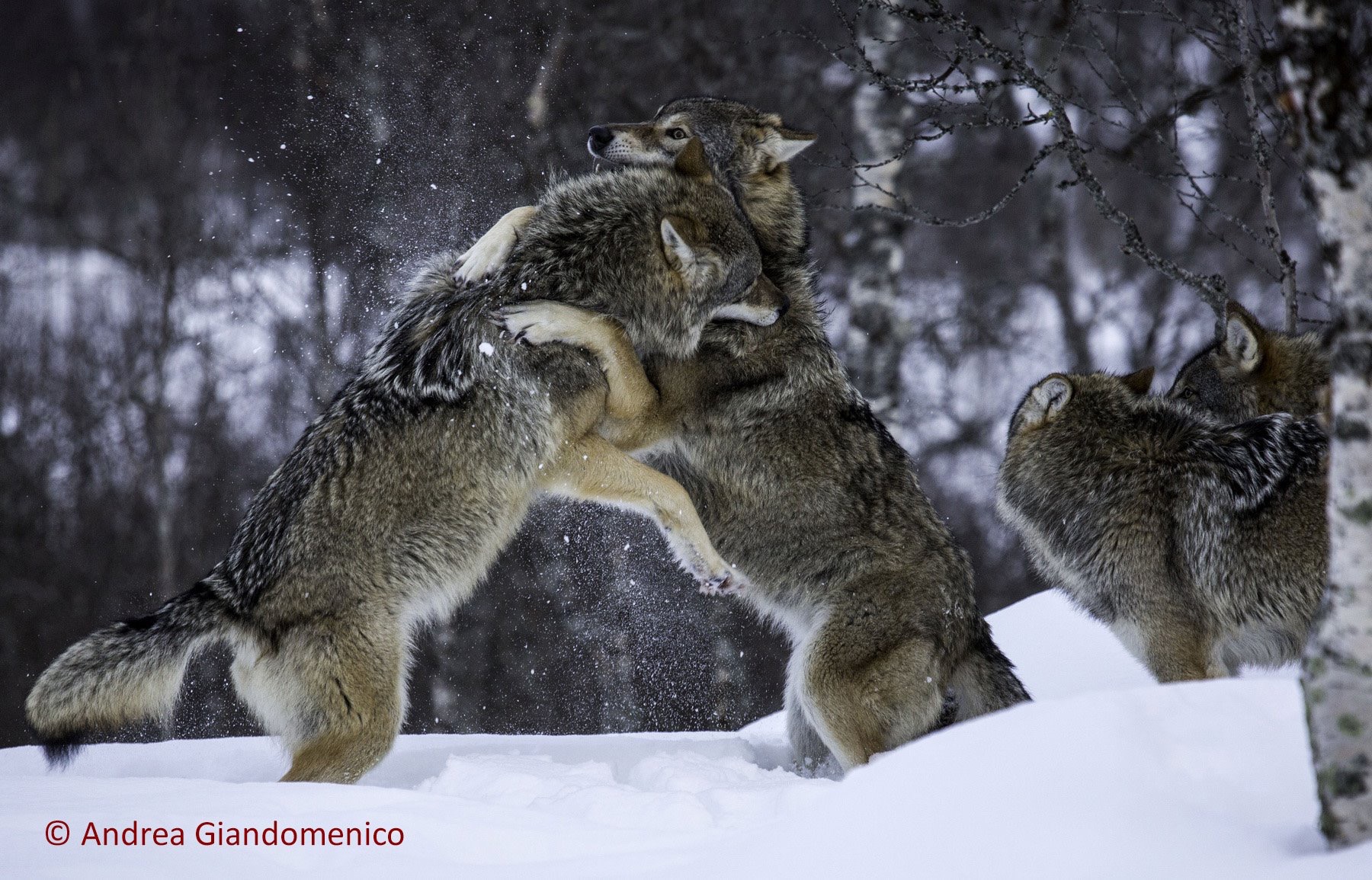 The embrace of wolves