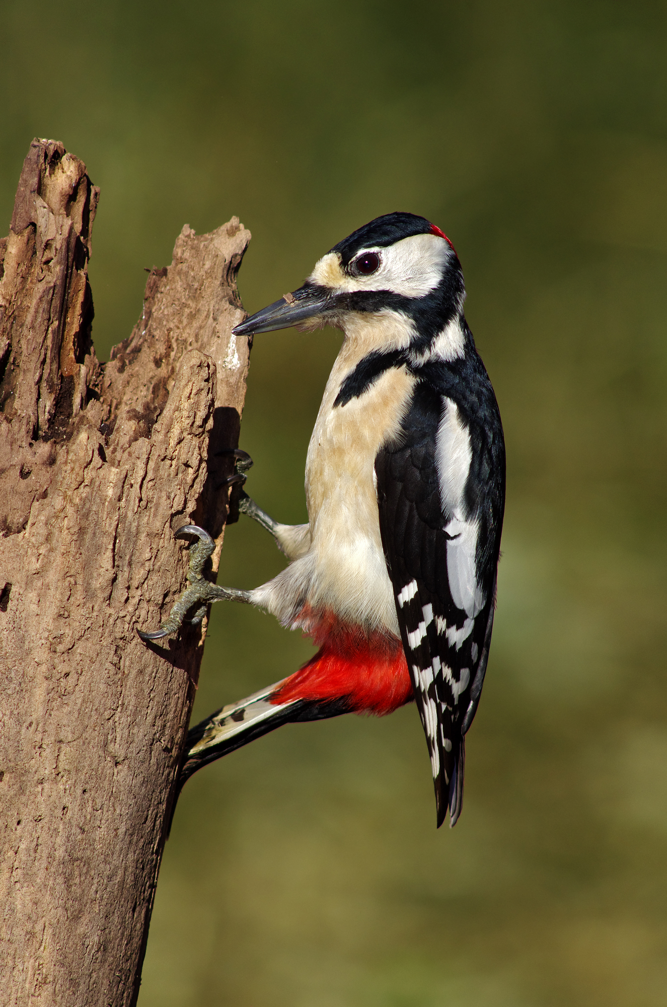 La coda come sostegno