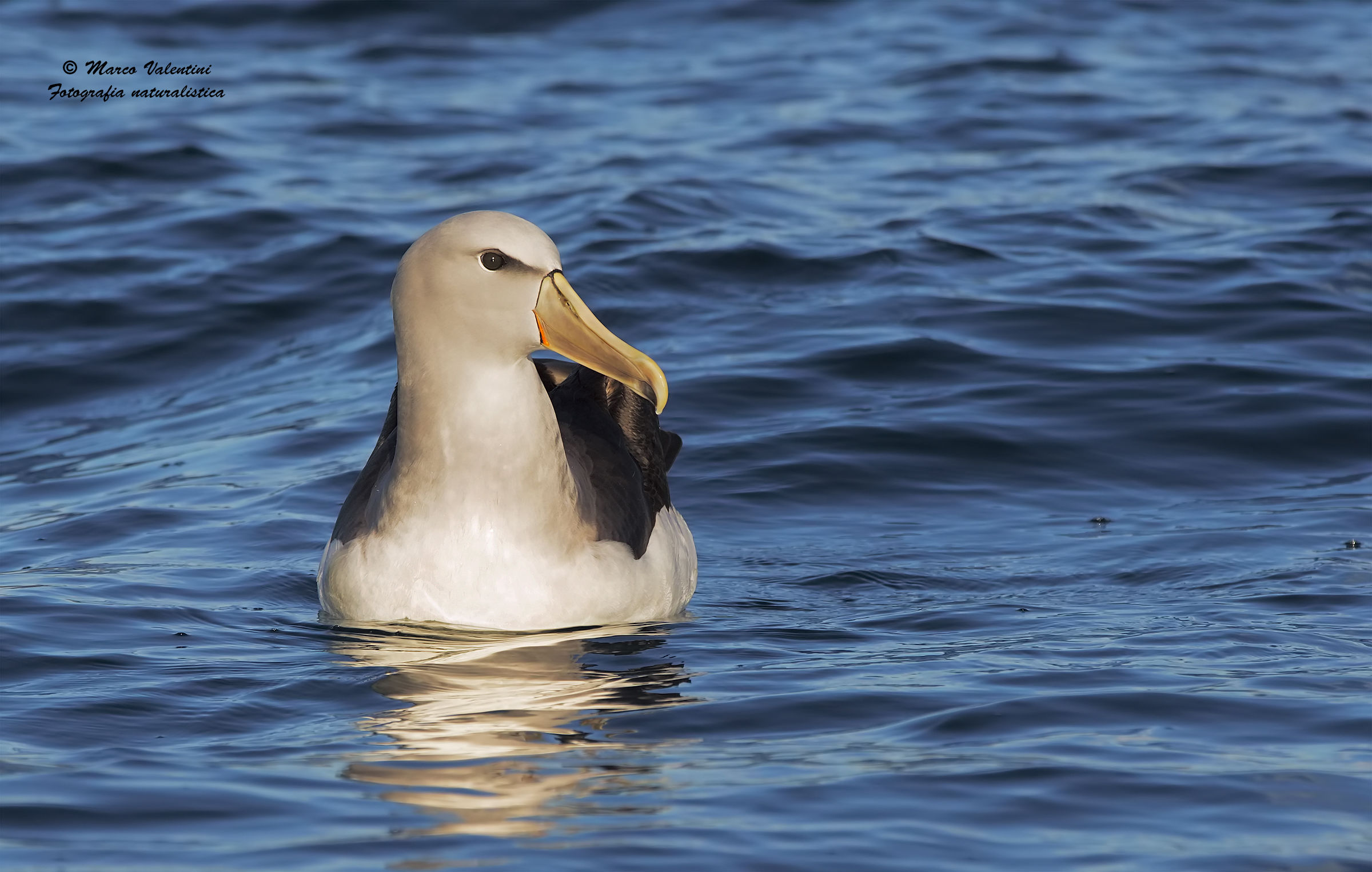 Salvin albatross