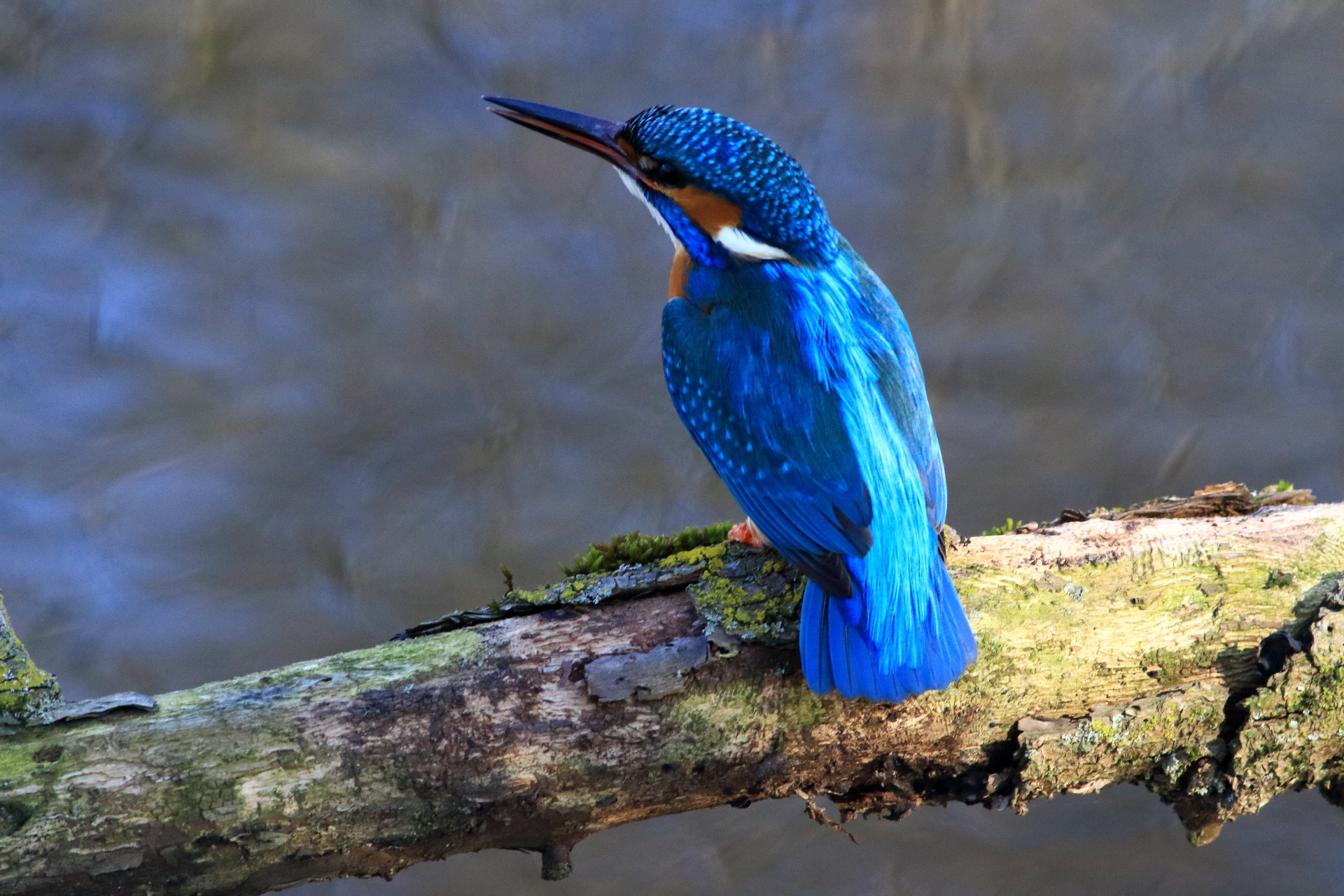 Kingfisher