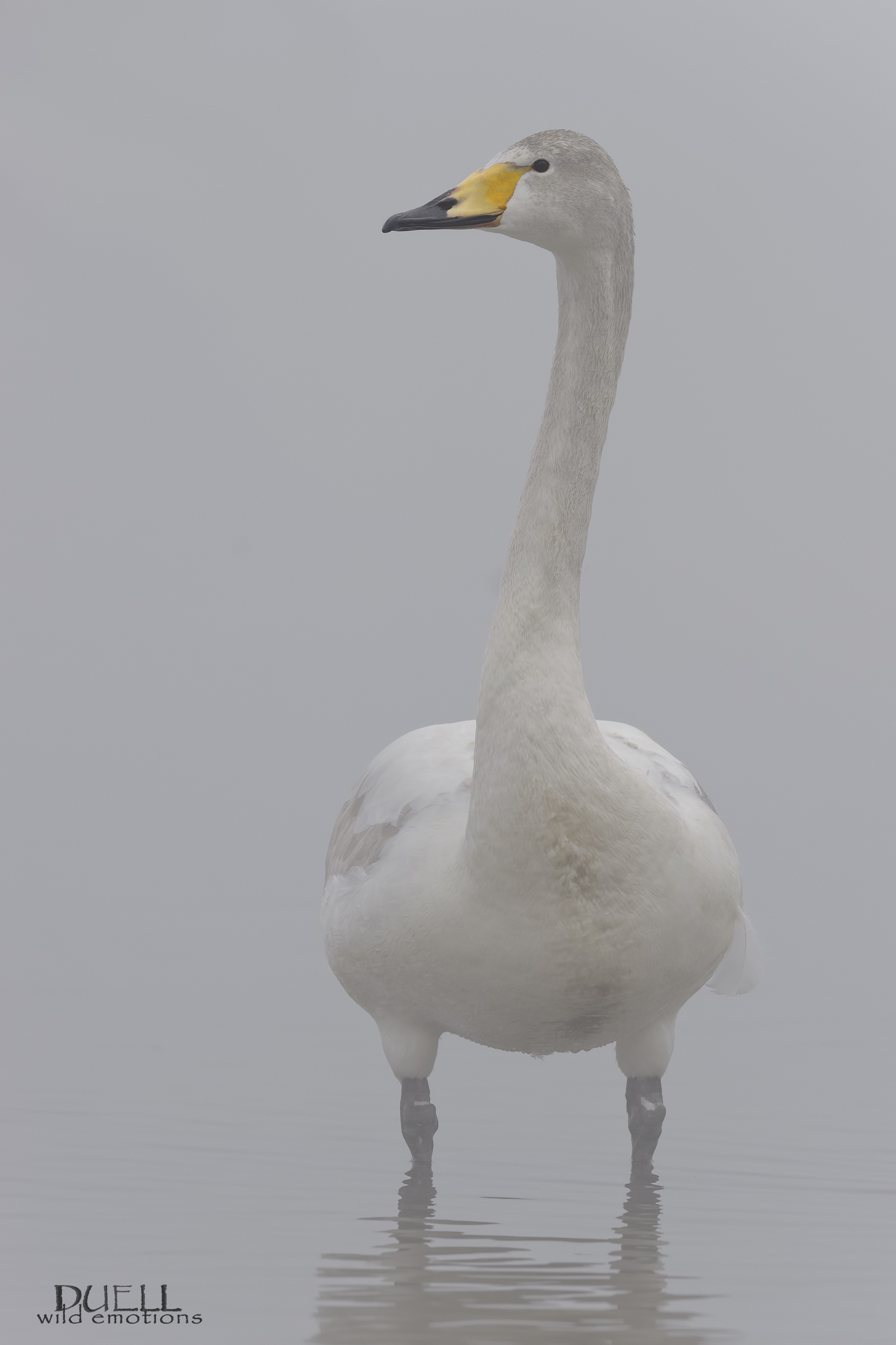 swan in the fog