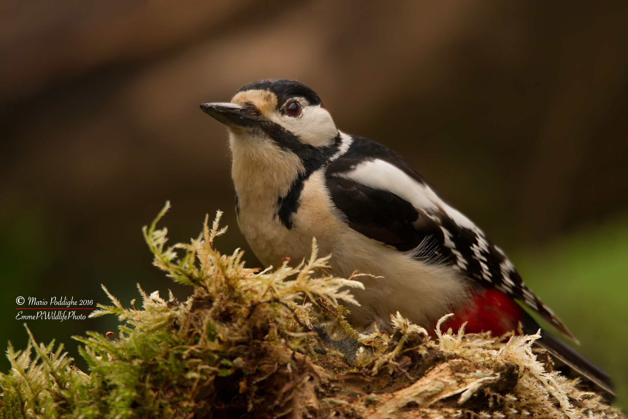 All 'shadow of the' last of the sun