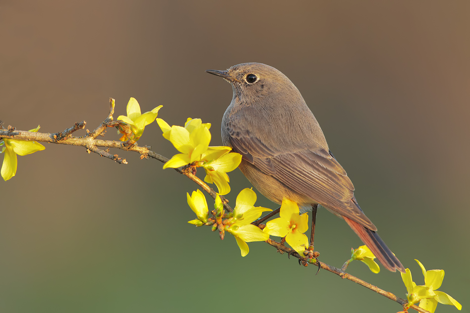 codirosso spazzacamino su ginestra