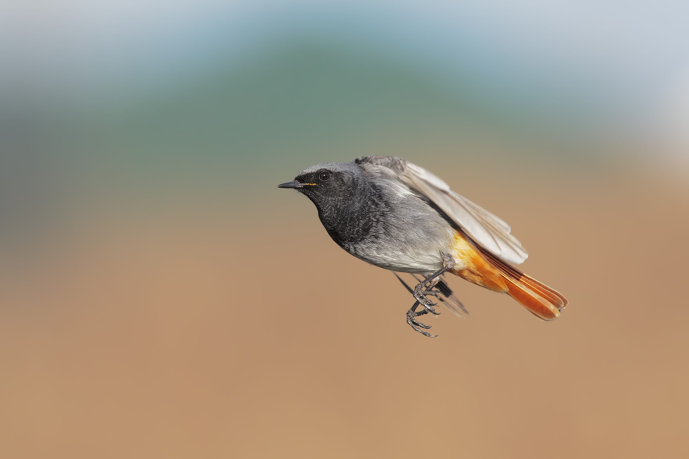 il maschio volante.....