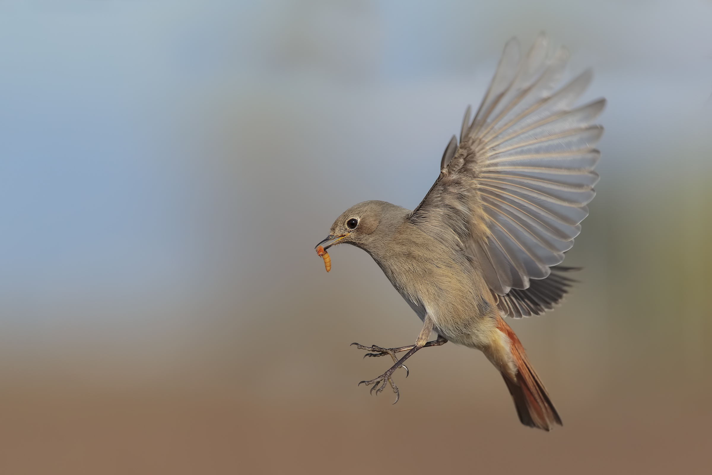 buona caccia....si fà per dire....