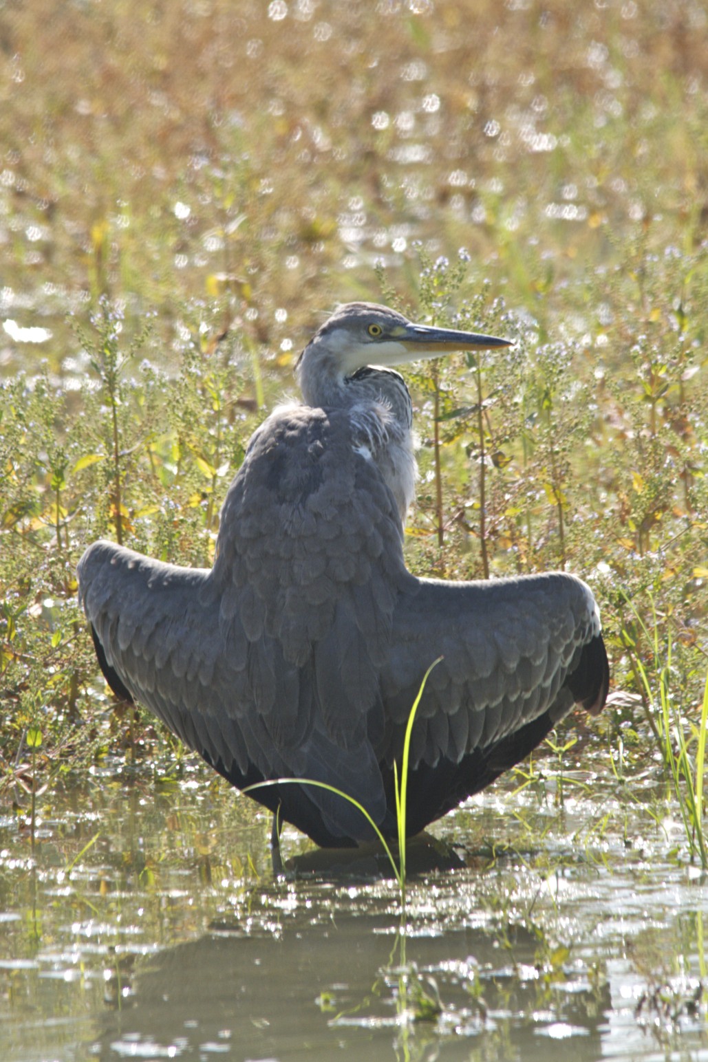 nothing under her dress