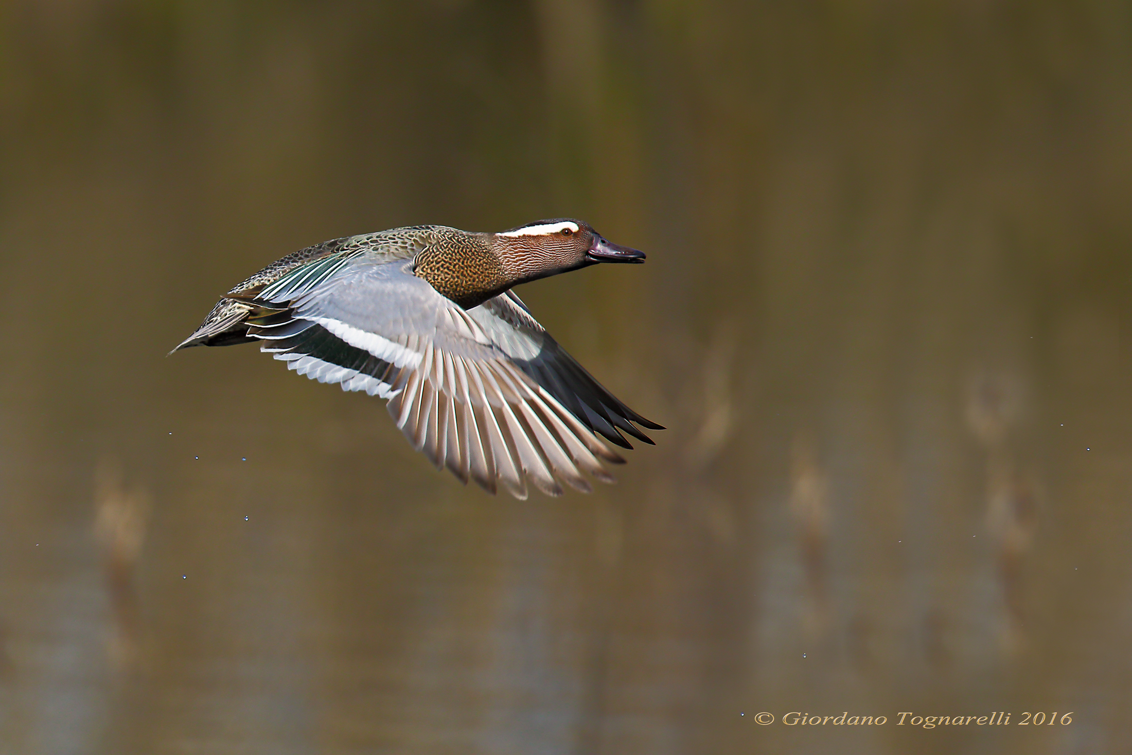 Garganey late evening ...