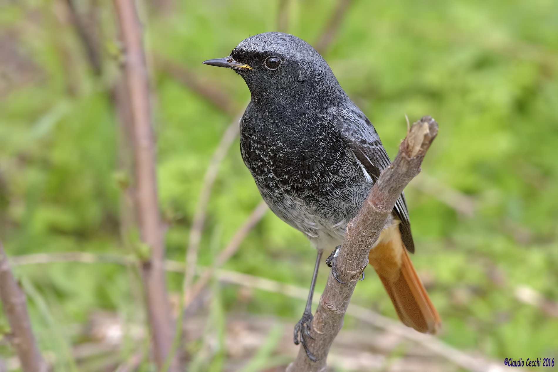 Redstart spazzacammino