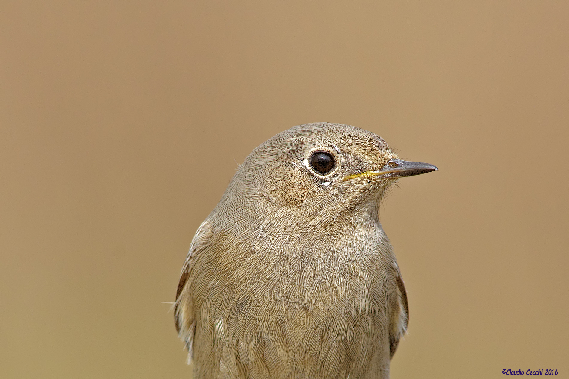 Redstart portrait