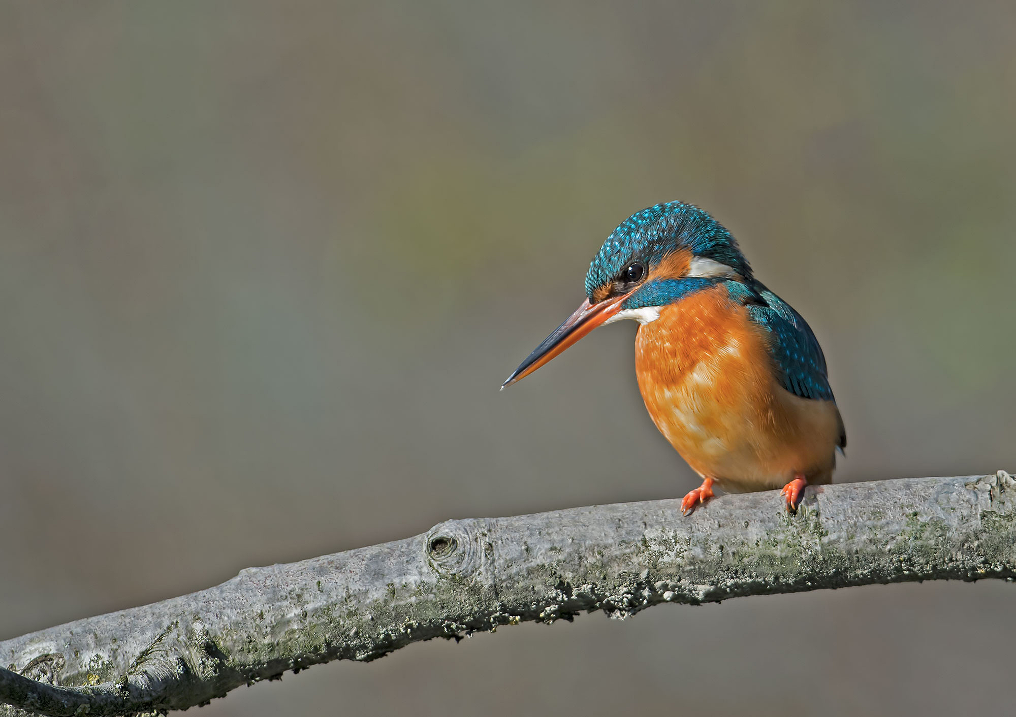 Kingfisher - Martin pescatore