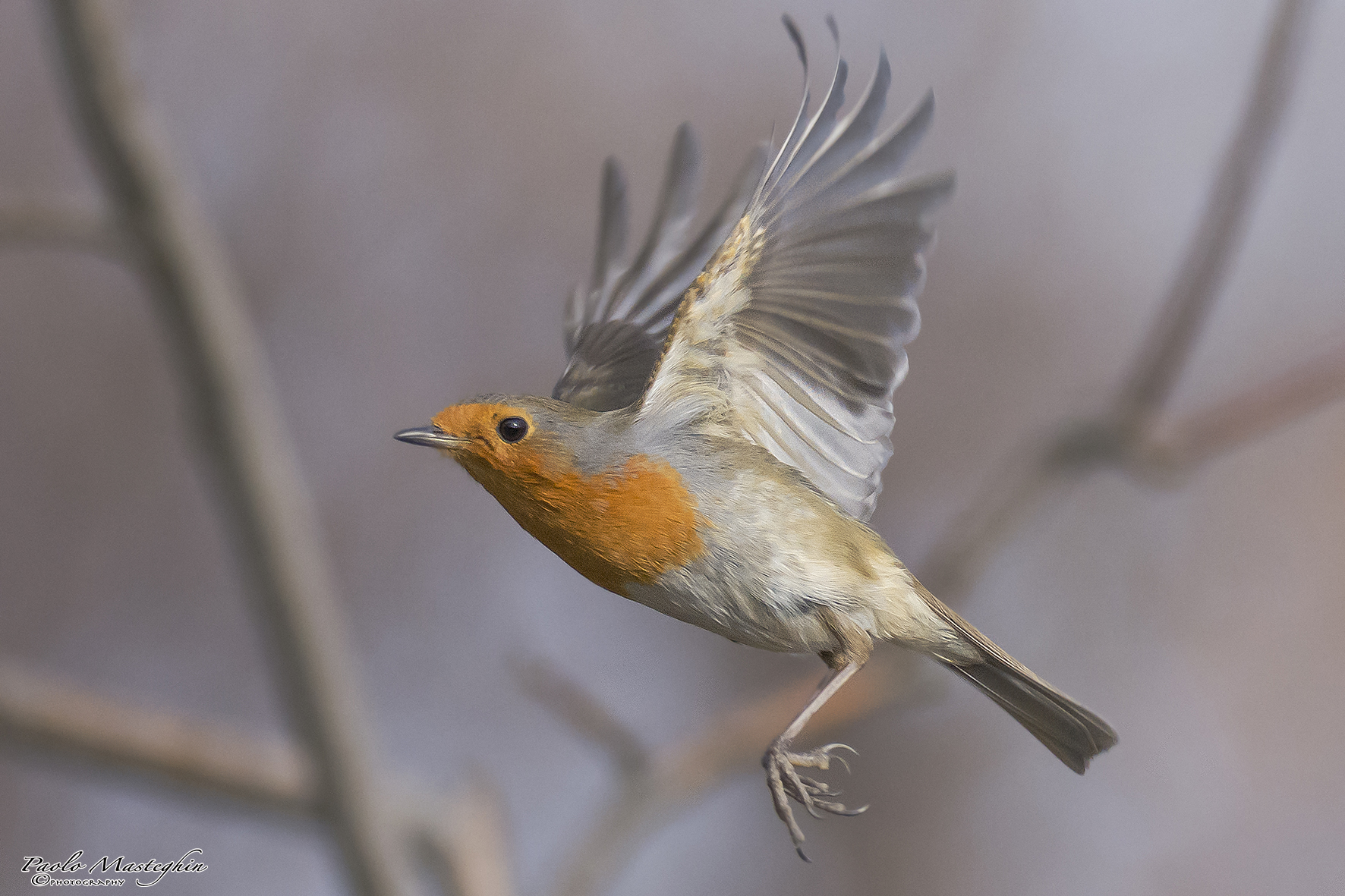 Flight of Spring ...