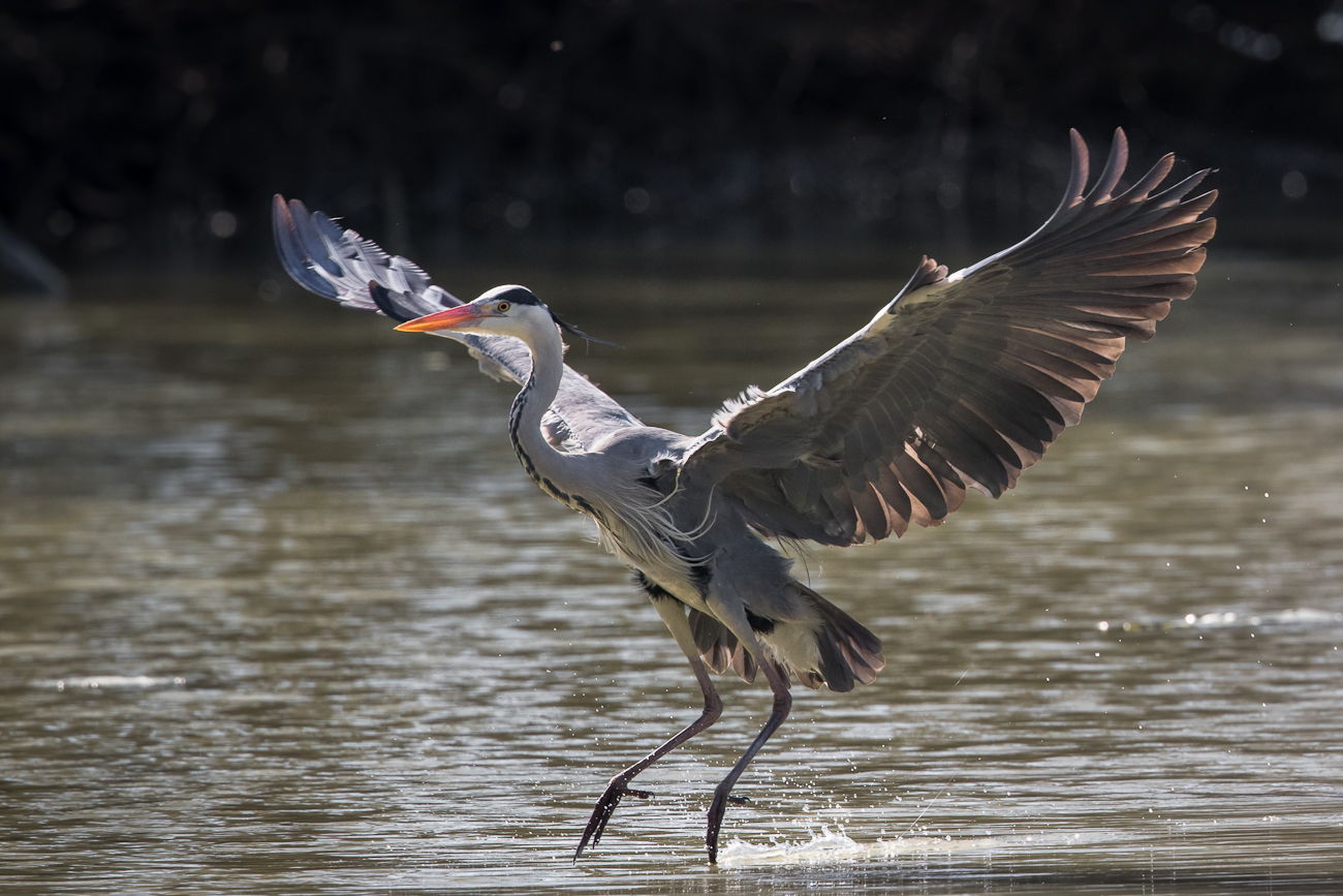 dancing on the water