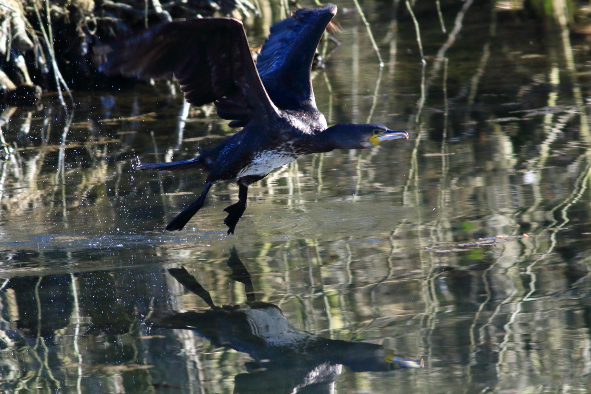 The takeoff of the cormorant