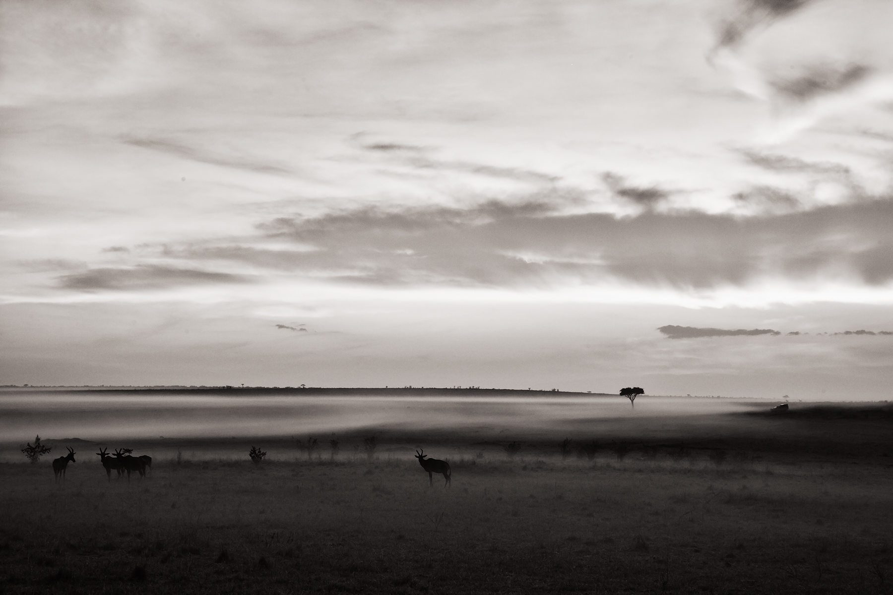 Masai Mara - Prime lights