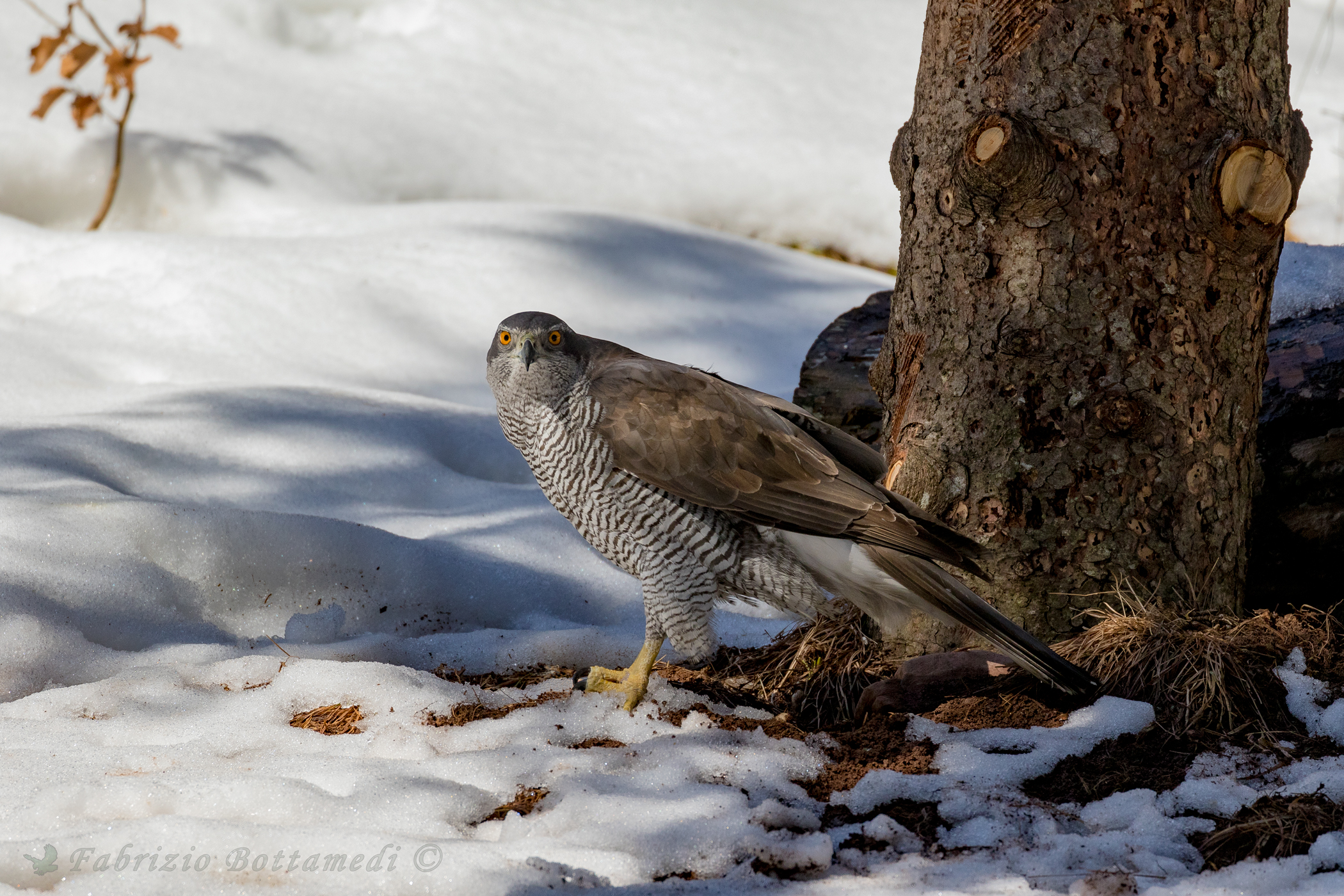 The goshawk murderess look