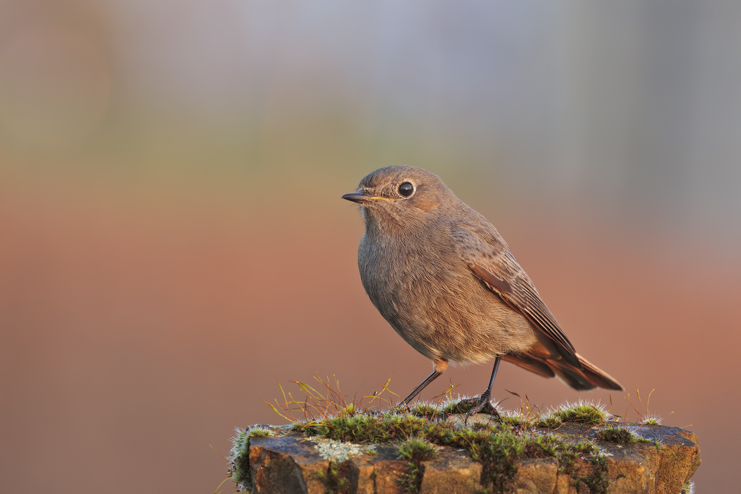 Chimney sweep Redstart