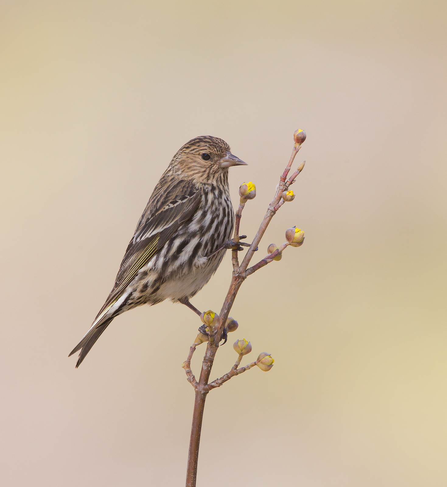 Pino Siskin, Ontario, Canada