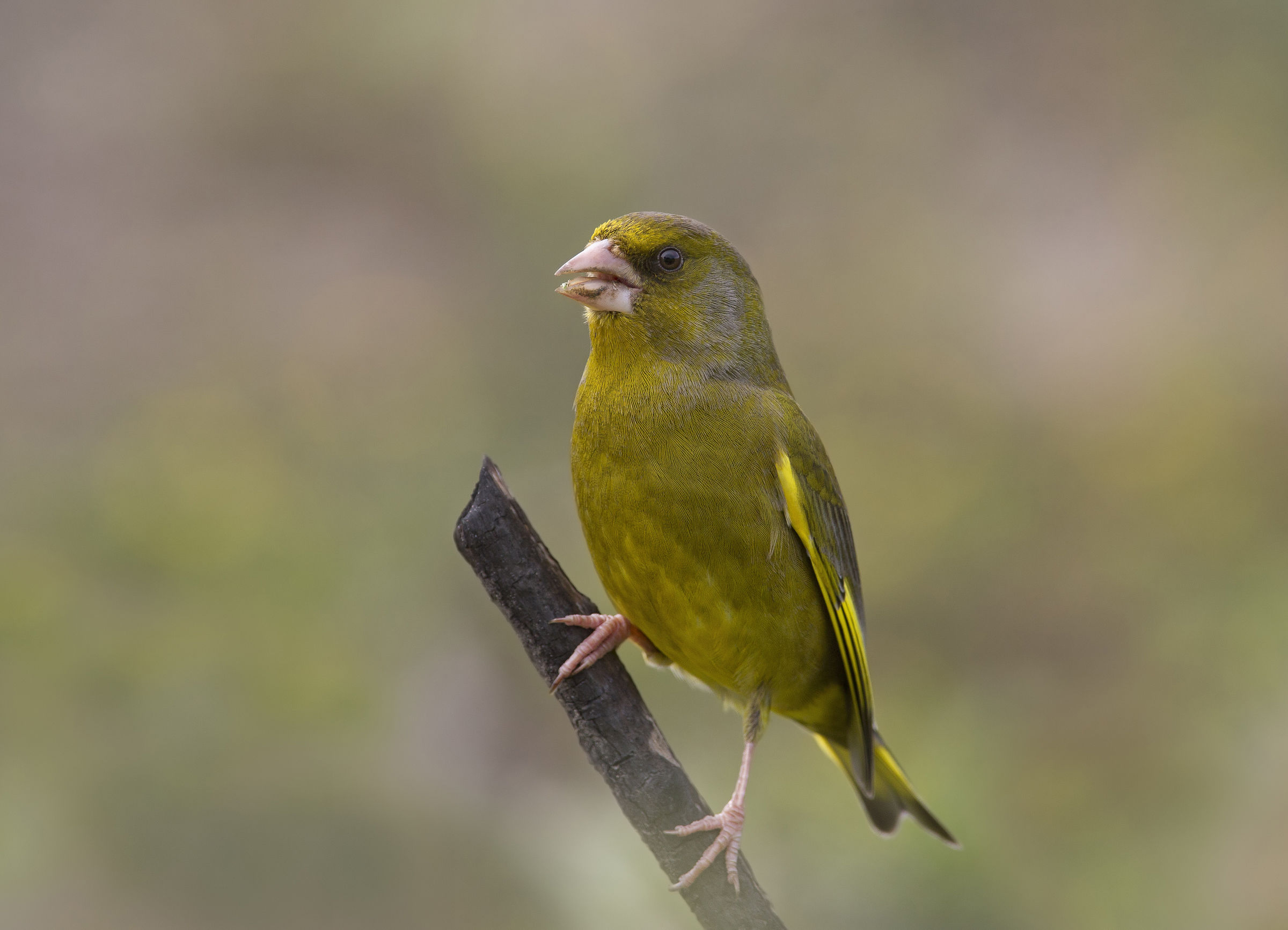 verdone (chloris chloris)